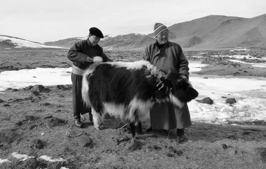 Nomadic herders in a mountainous landscape with patches of snow, hand-combing a Khangai Mountain yak.