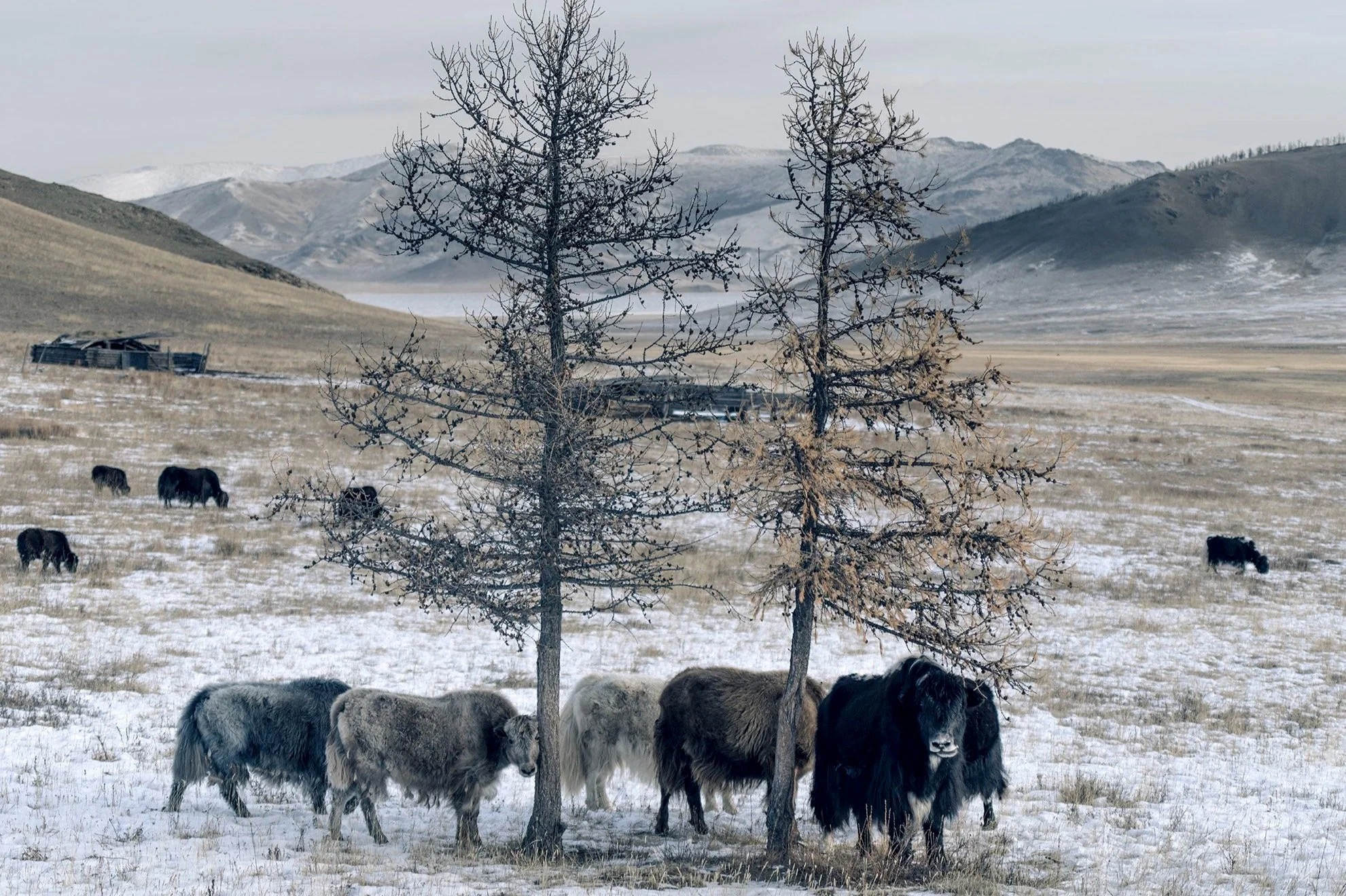 A herd of yaks grazing around two leafless trees in a snowy, mountainous landscape.