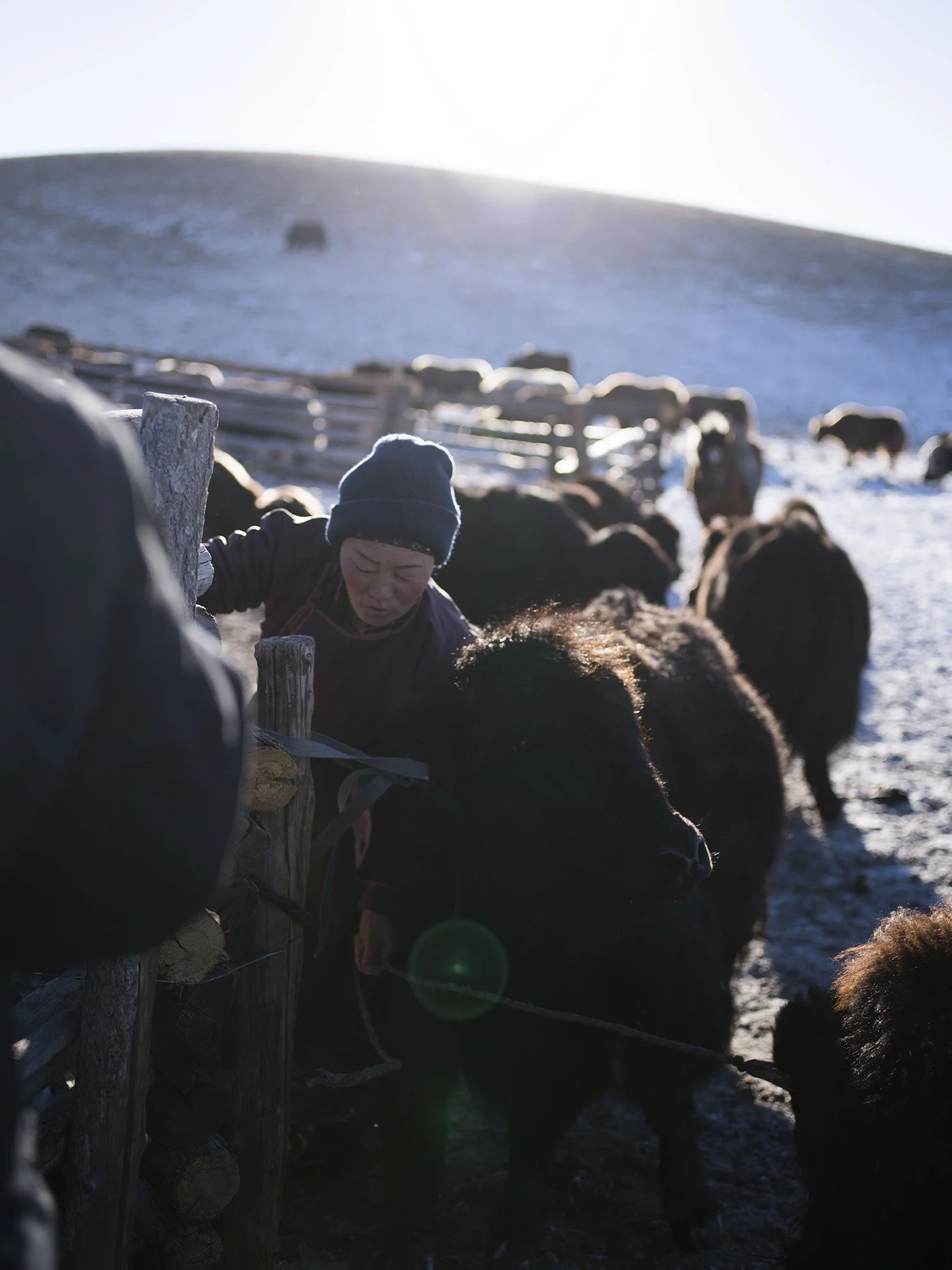 Tengri_herder_IMGP3746_LR.jpg