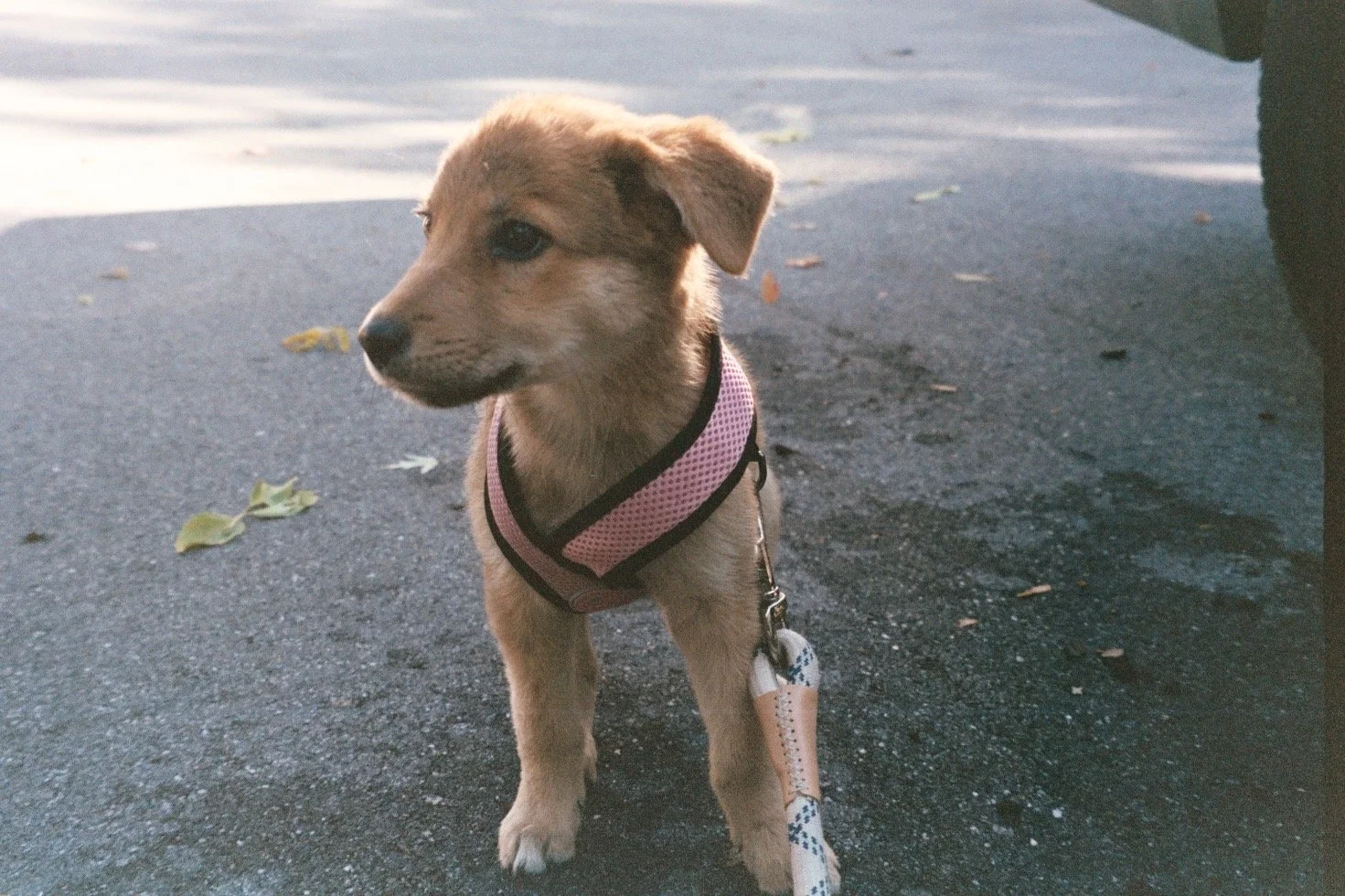 A young puppy with light brown fur and floppy ears wearing a pink harness, sitting on a paved surface with scattered leaves.
