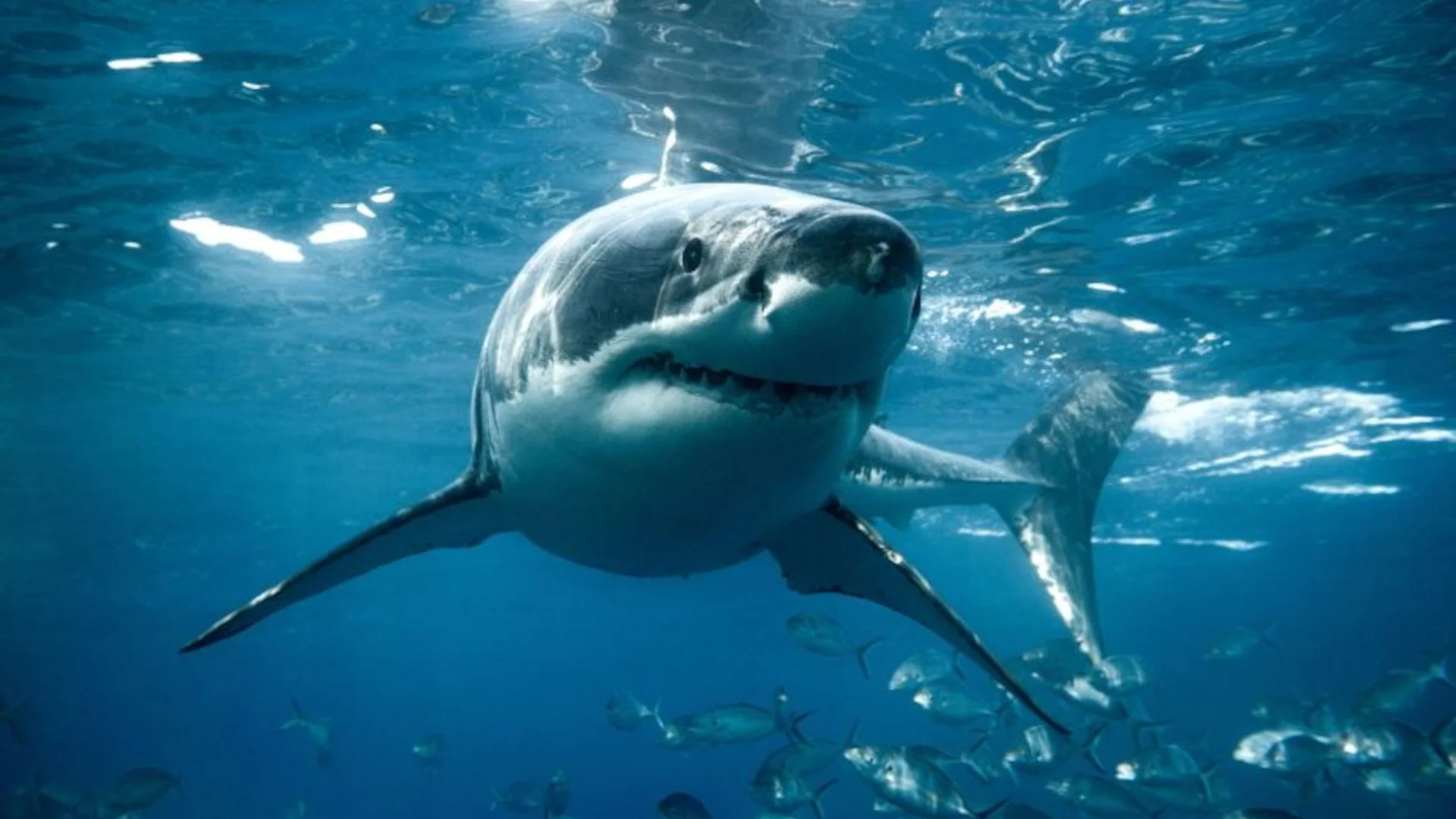 Shark Week Producers Announce Casting Call for 'Live Bait #2'