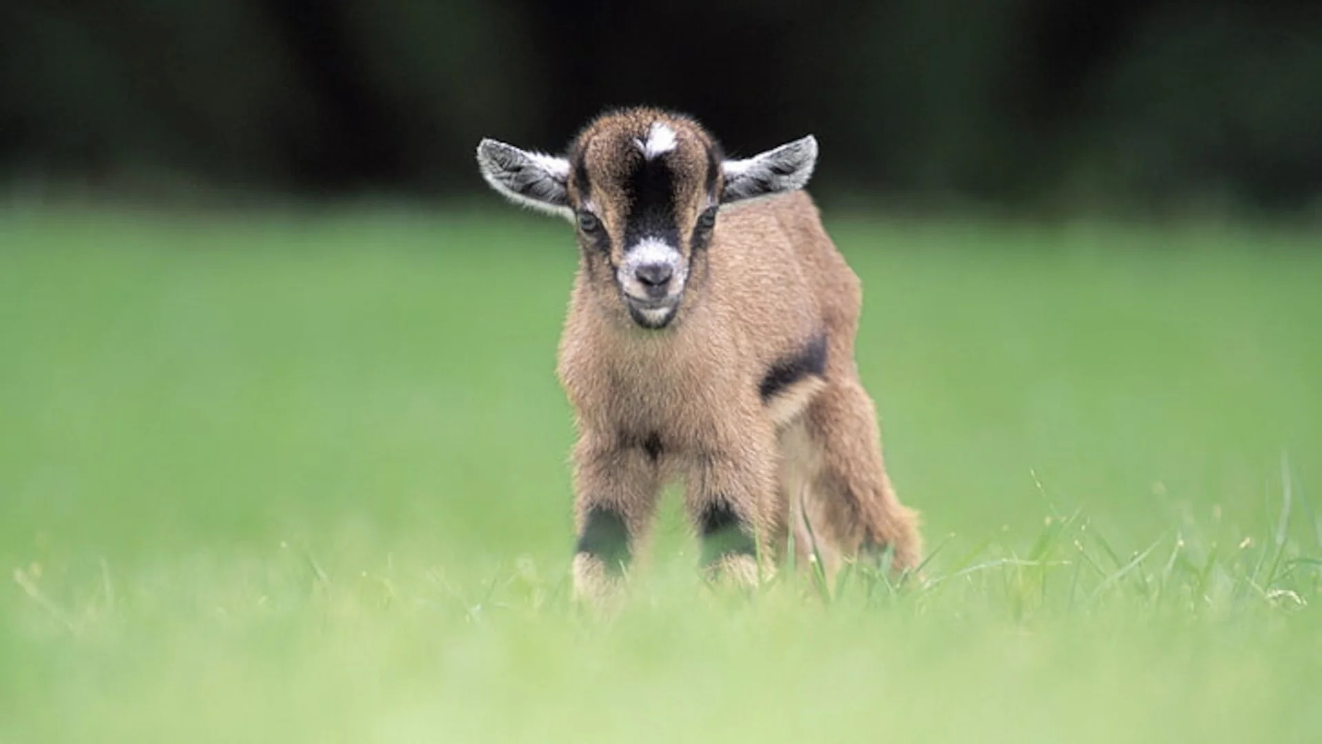 Baby goat.