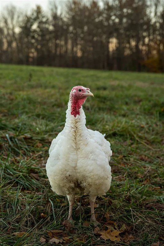 When “More” Stops Serving You