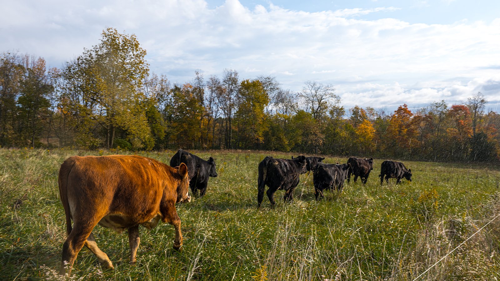 Fear Can Ride Along - It Just Can’t Drive