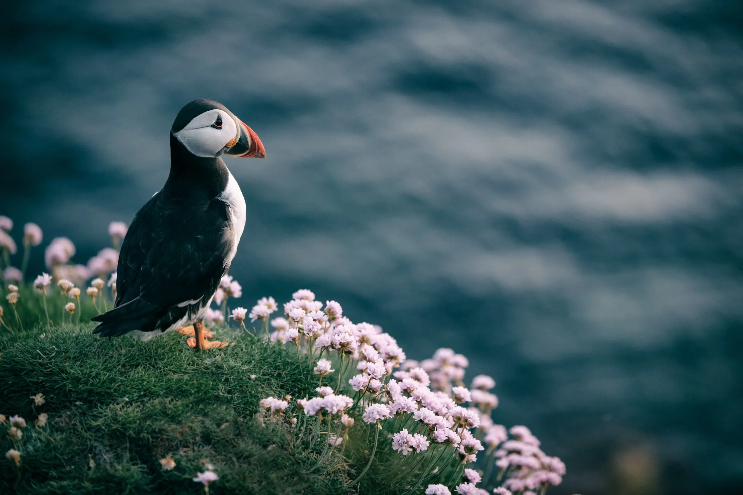 The Collector's Card Set - (12) PUFFINS