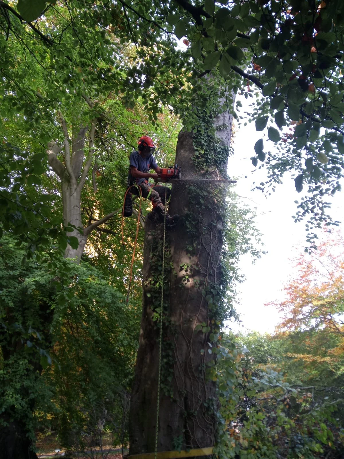 Tree Felling