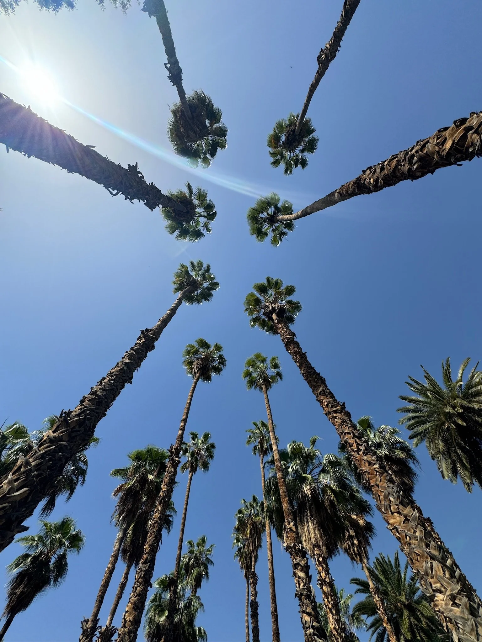 palmiers à marrakech