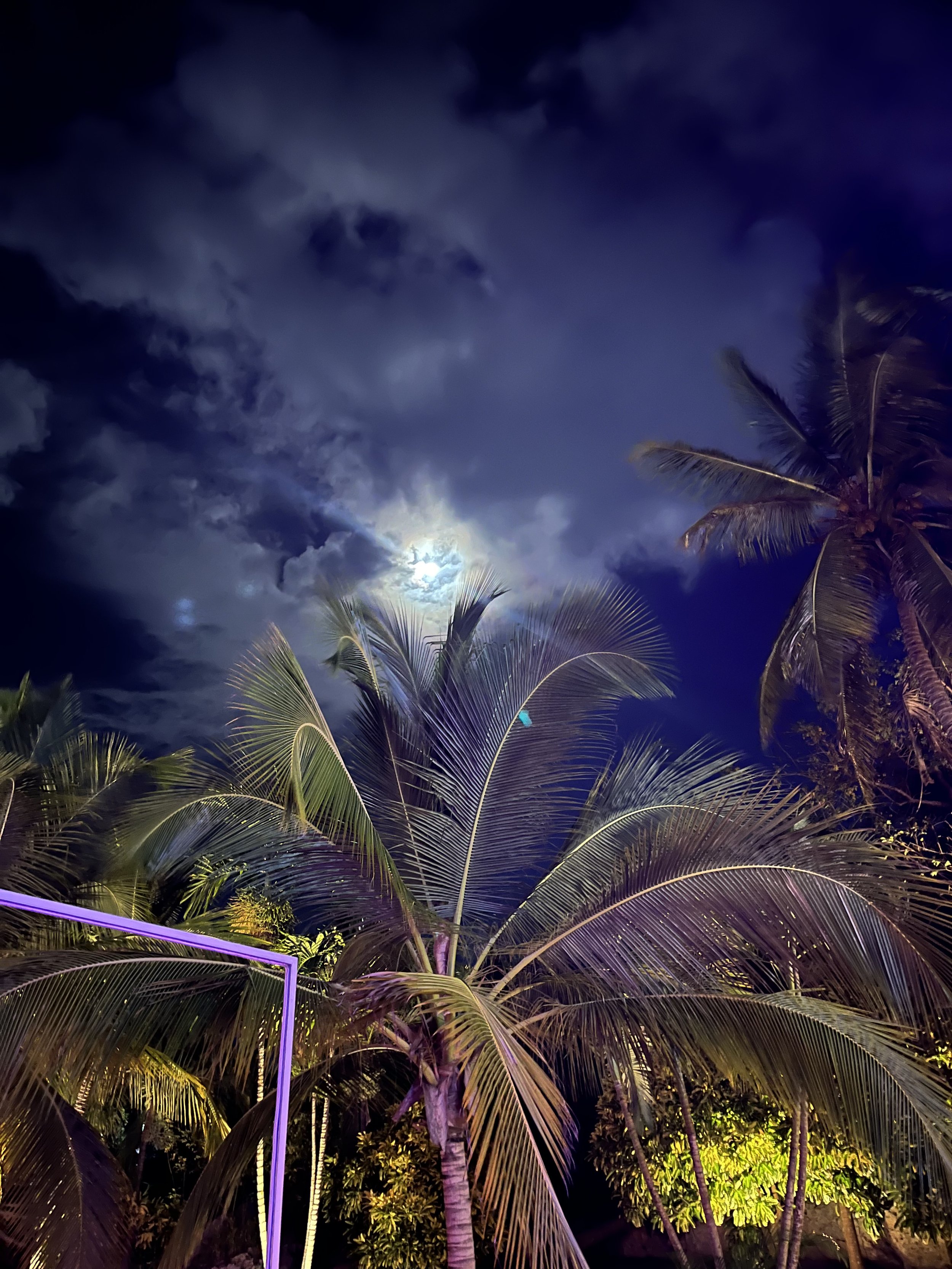 Nighttime scene with palm trees and a bright, moonlit sky with clouds.