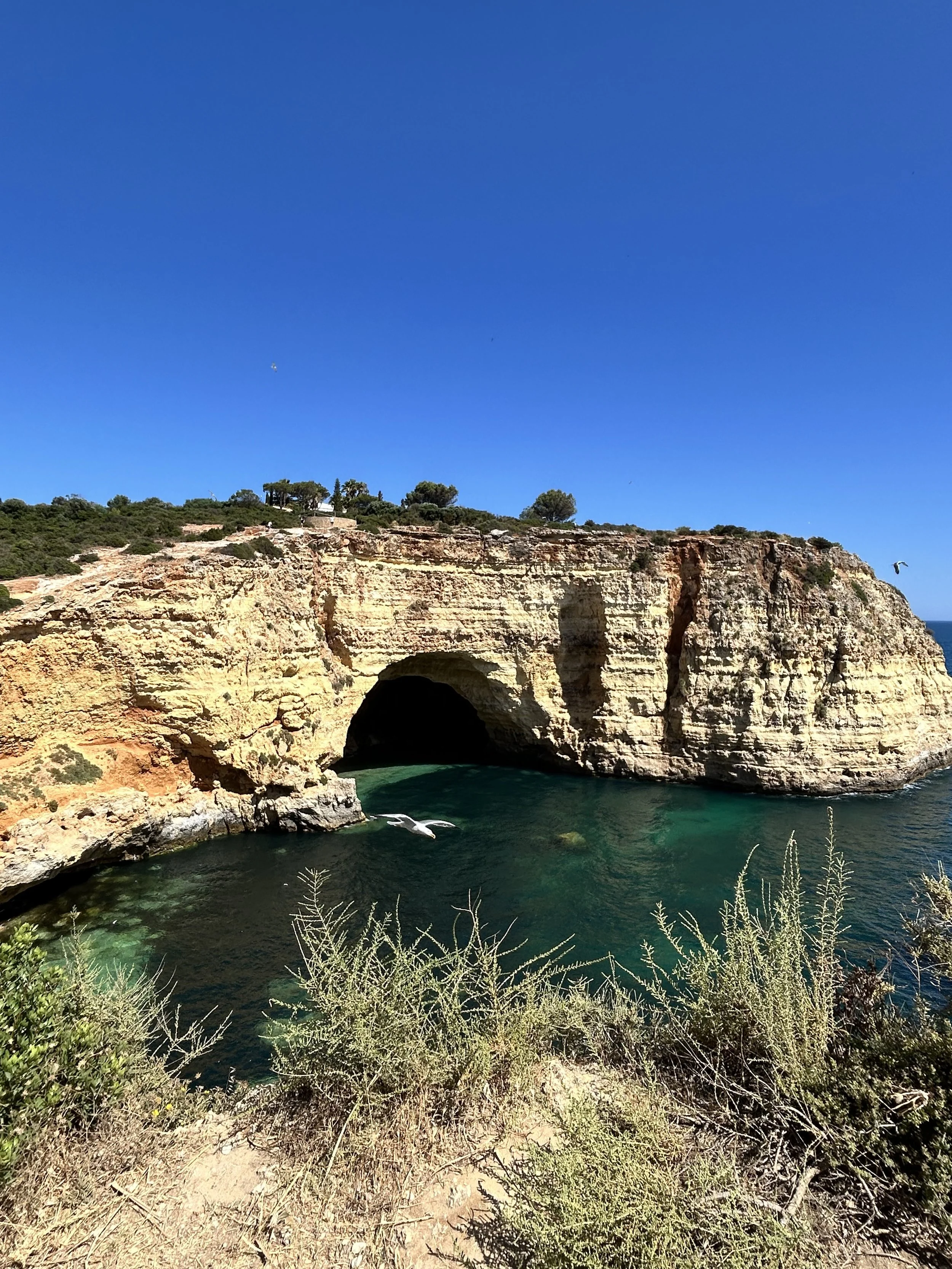 Coastal cliffs with arch and cave formations, blue sky, and a seagull flying over the water.