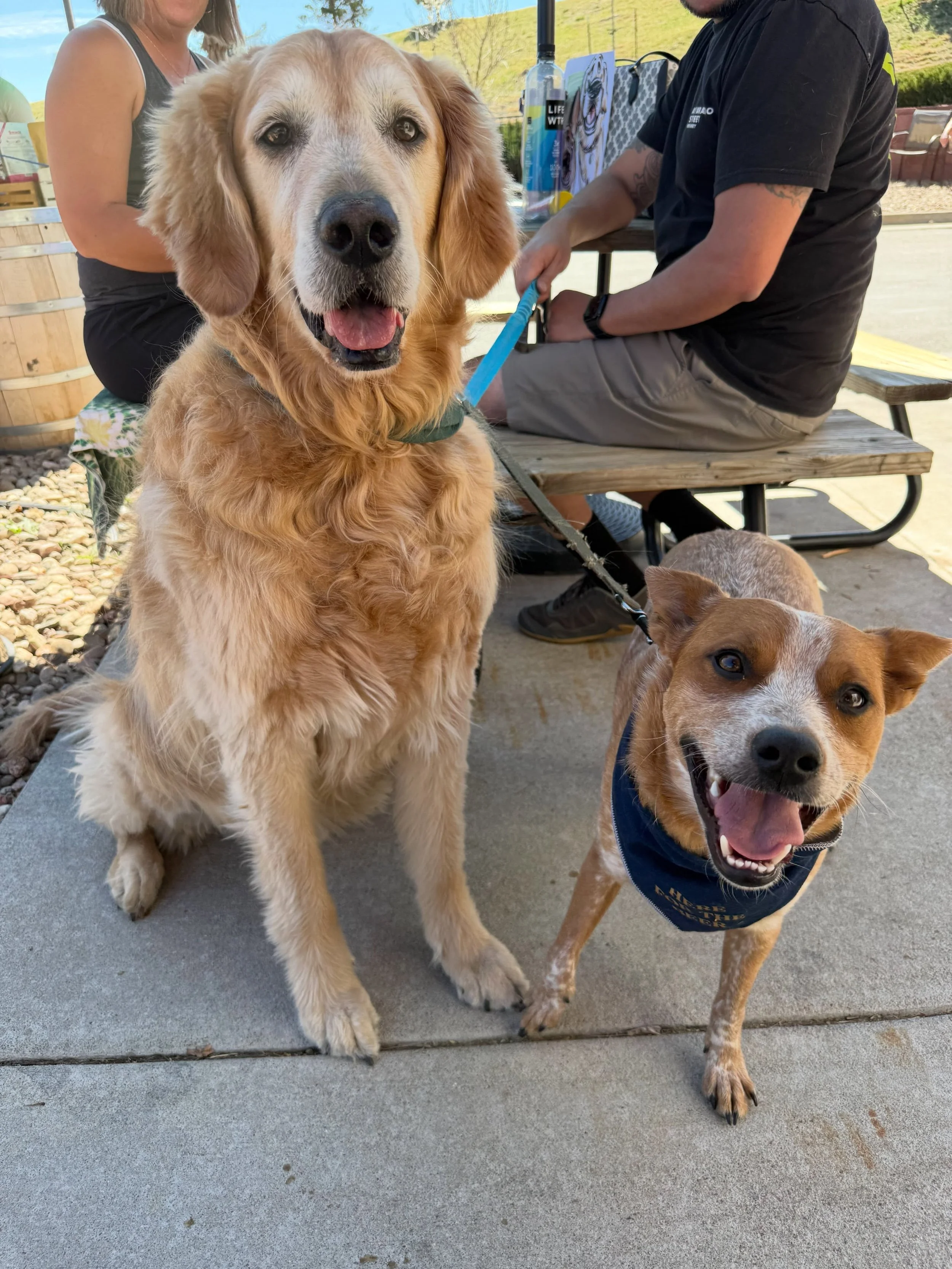 Happy National Dog Day 🐾🦴

We love our dogs at Odyssey! Honestly, our taproom wouldn&rsquo;t be the same without them ❤️

Let&rsquo;s raise a pint to all the pups out there! We&rsquo;re open 2-9pm today with @baileysbitesco outside and of course, f