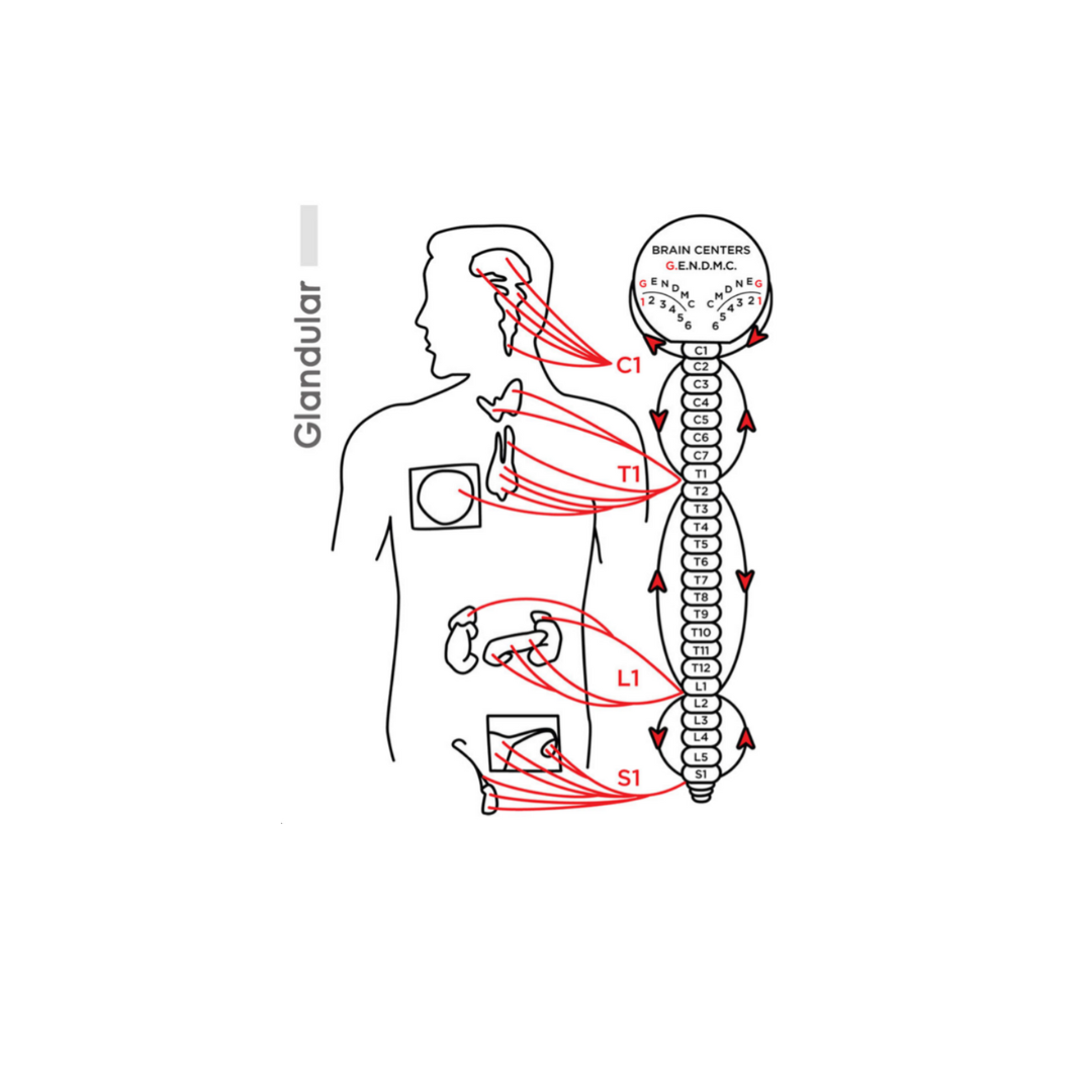Zone 1 Glandular showing spinal levels