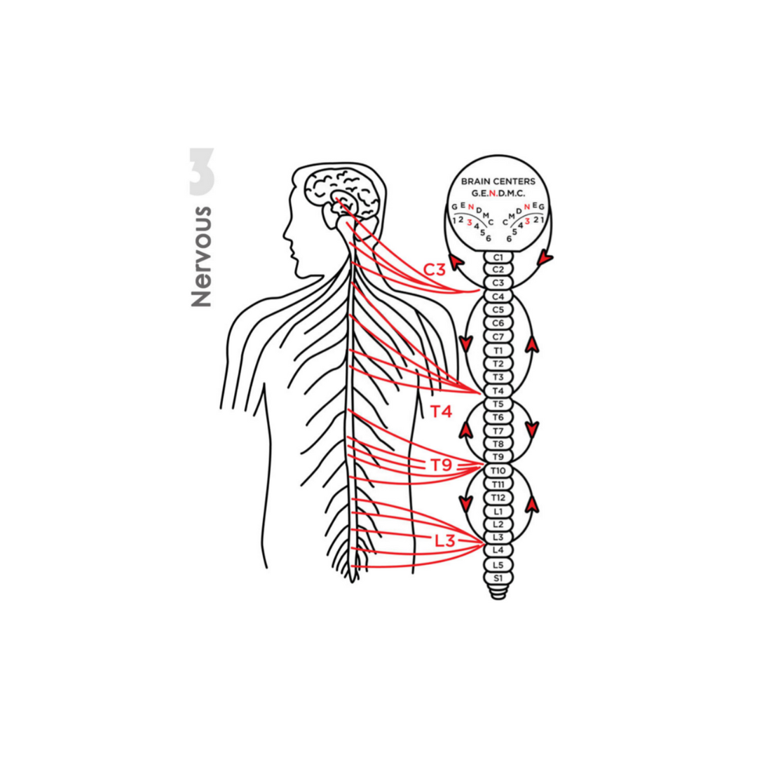 Zone 3 Nervous showing spinal levels