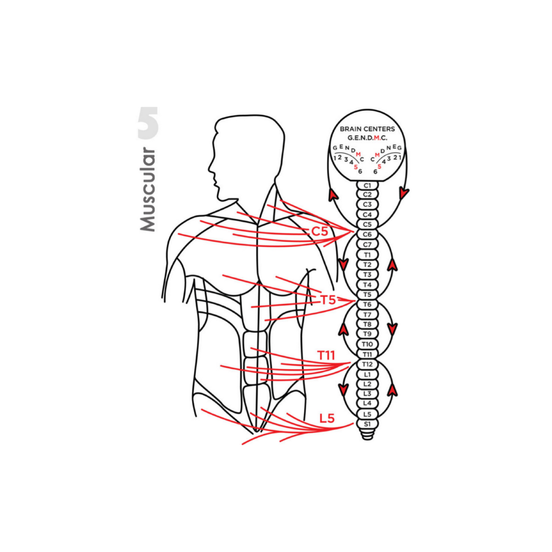 Zone 5 Muscular showing spinal levels