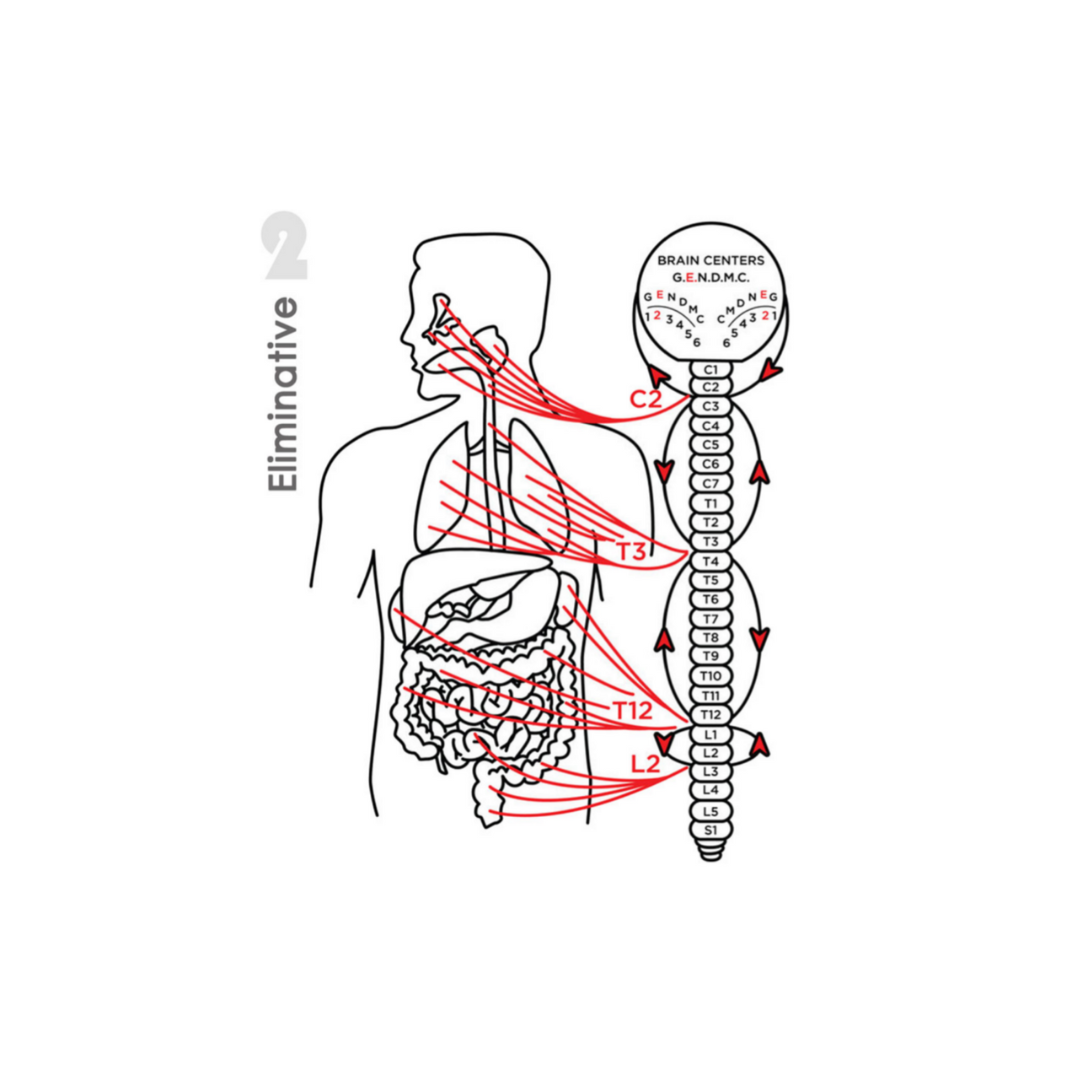 Zone 2 Eliminative showing spinal levels