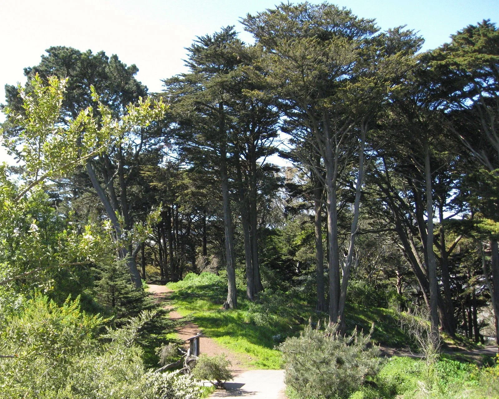 A wooded trail winding through a lush, green forest with tall trees and bright, clear sky overhead.