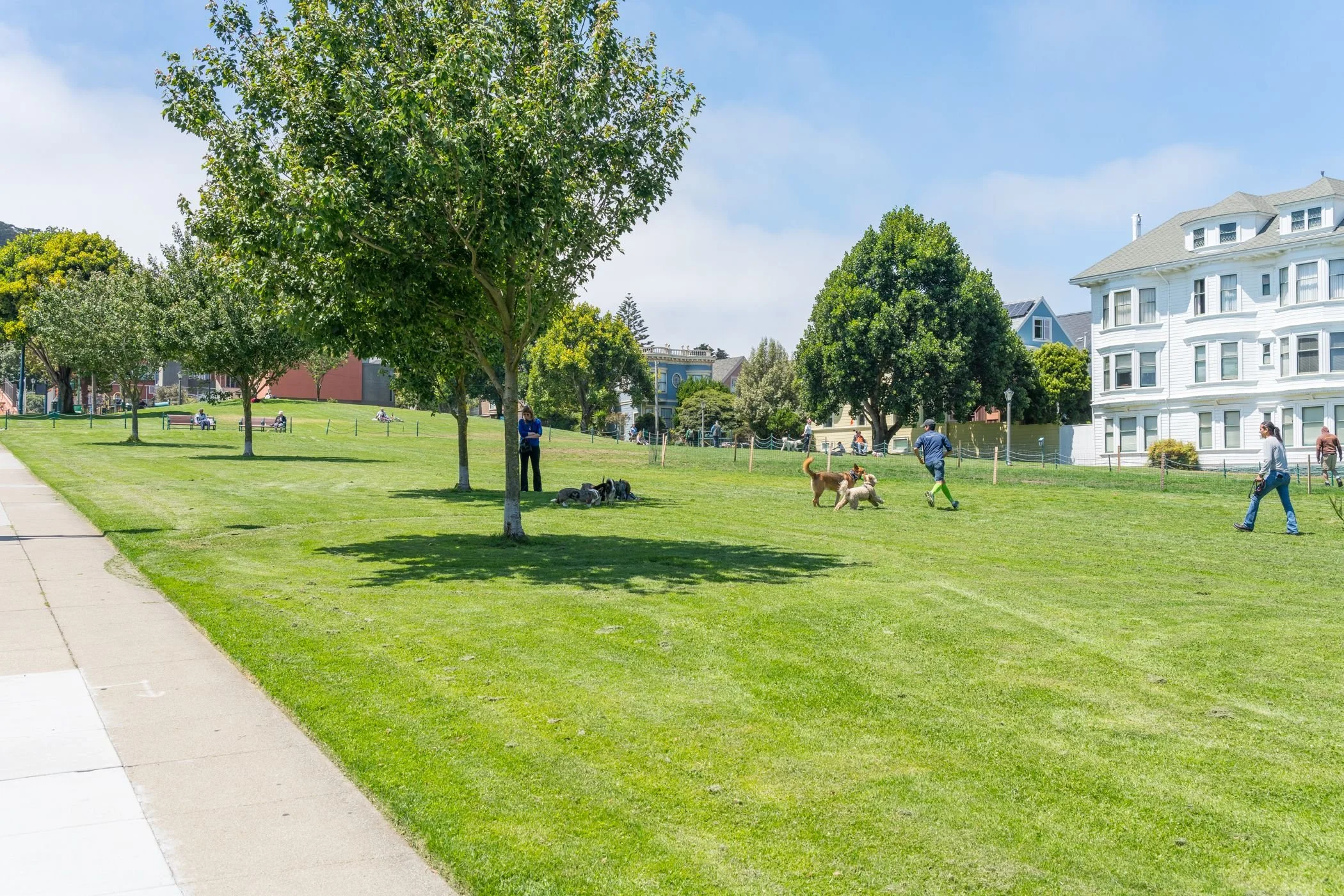 People walking and playing with dogs in a park with green grass, trees, and nearby residential buildings on a sunny day.