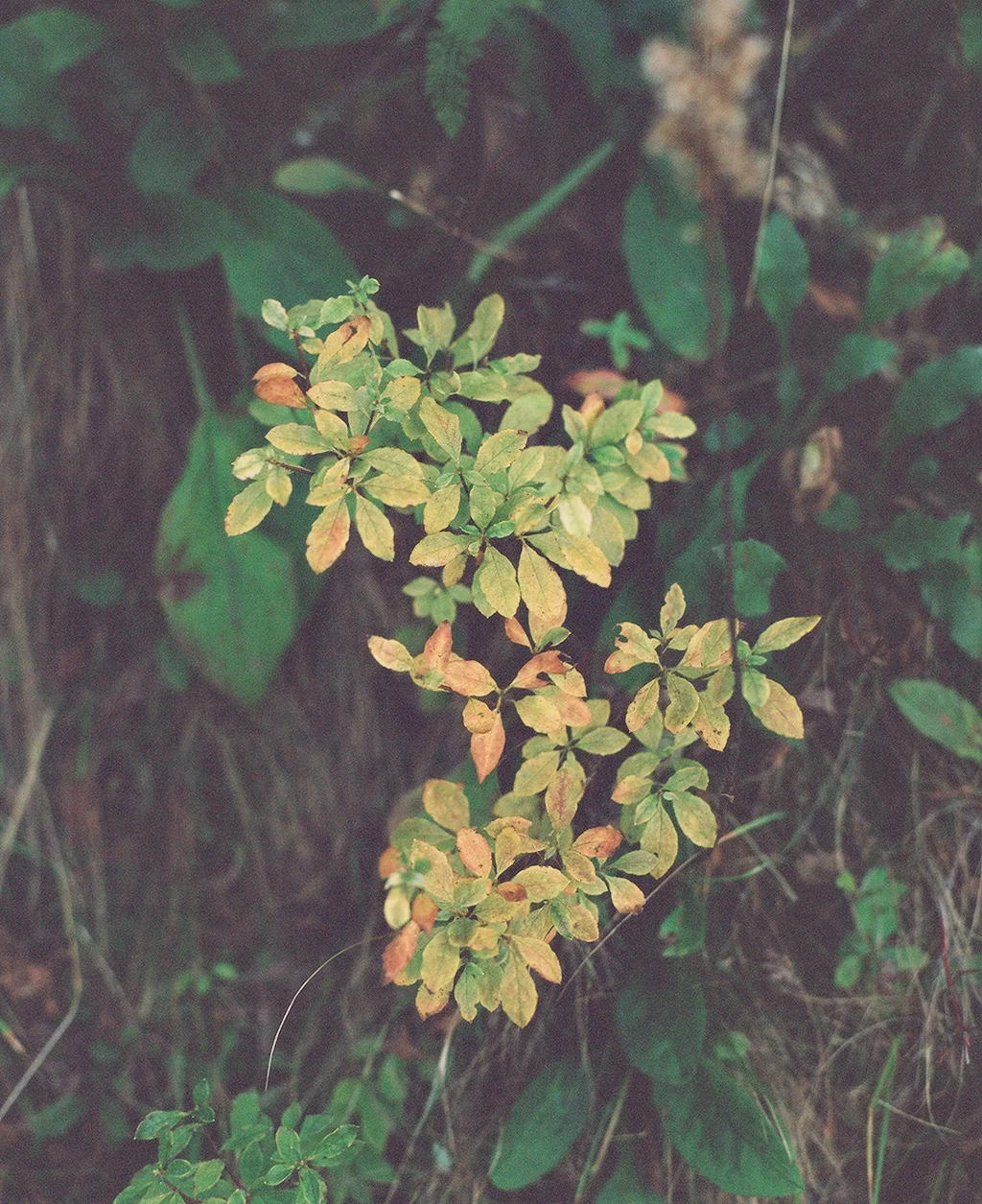 Portra 400 // 105mm // f2.4