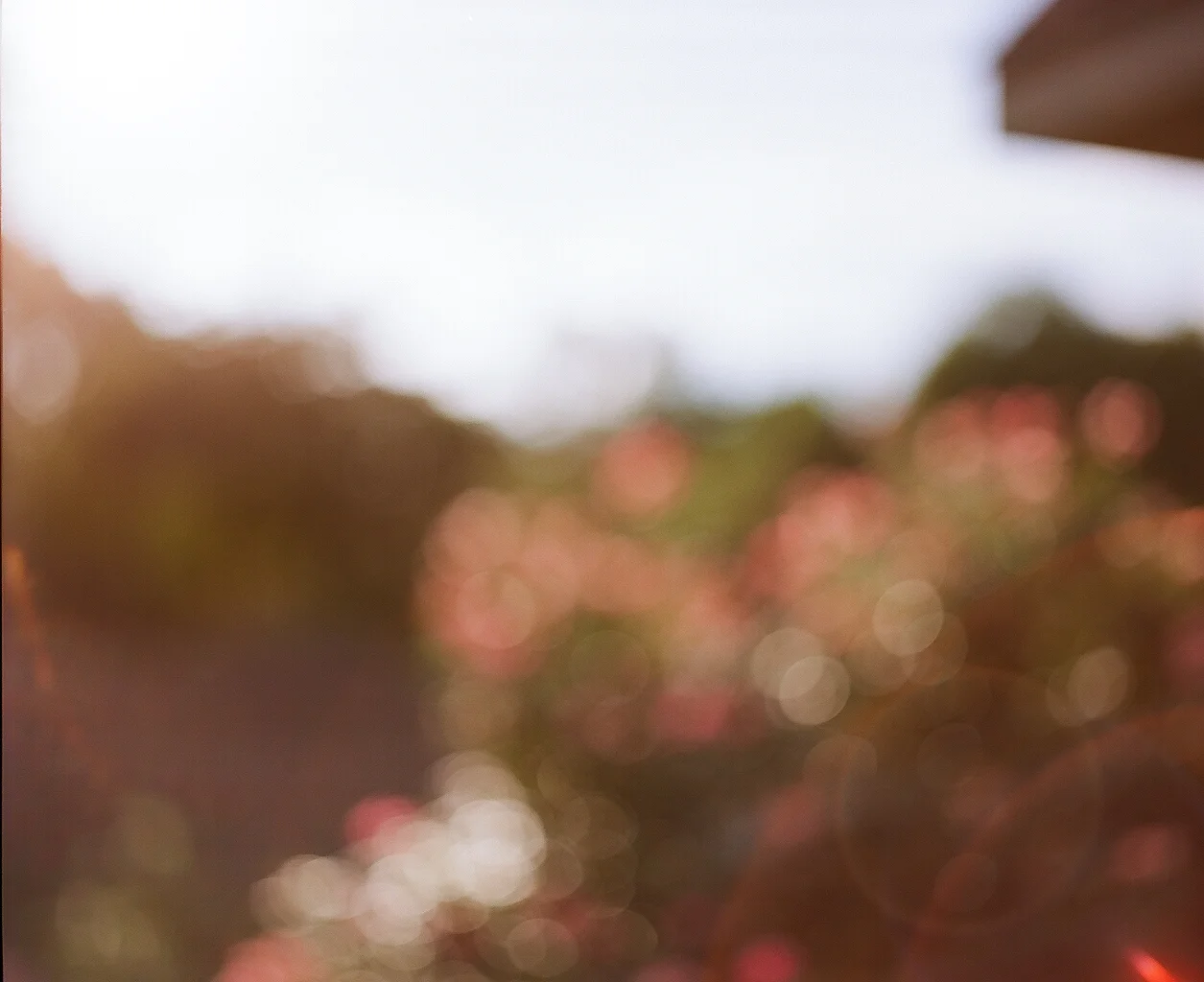 Kodak Ektar 100 // 105mm // f3.5