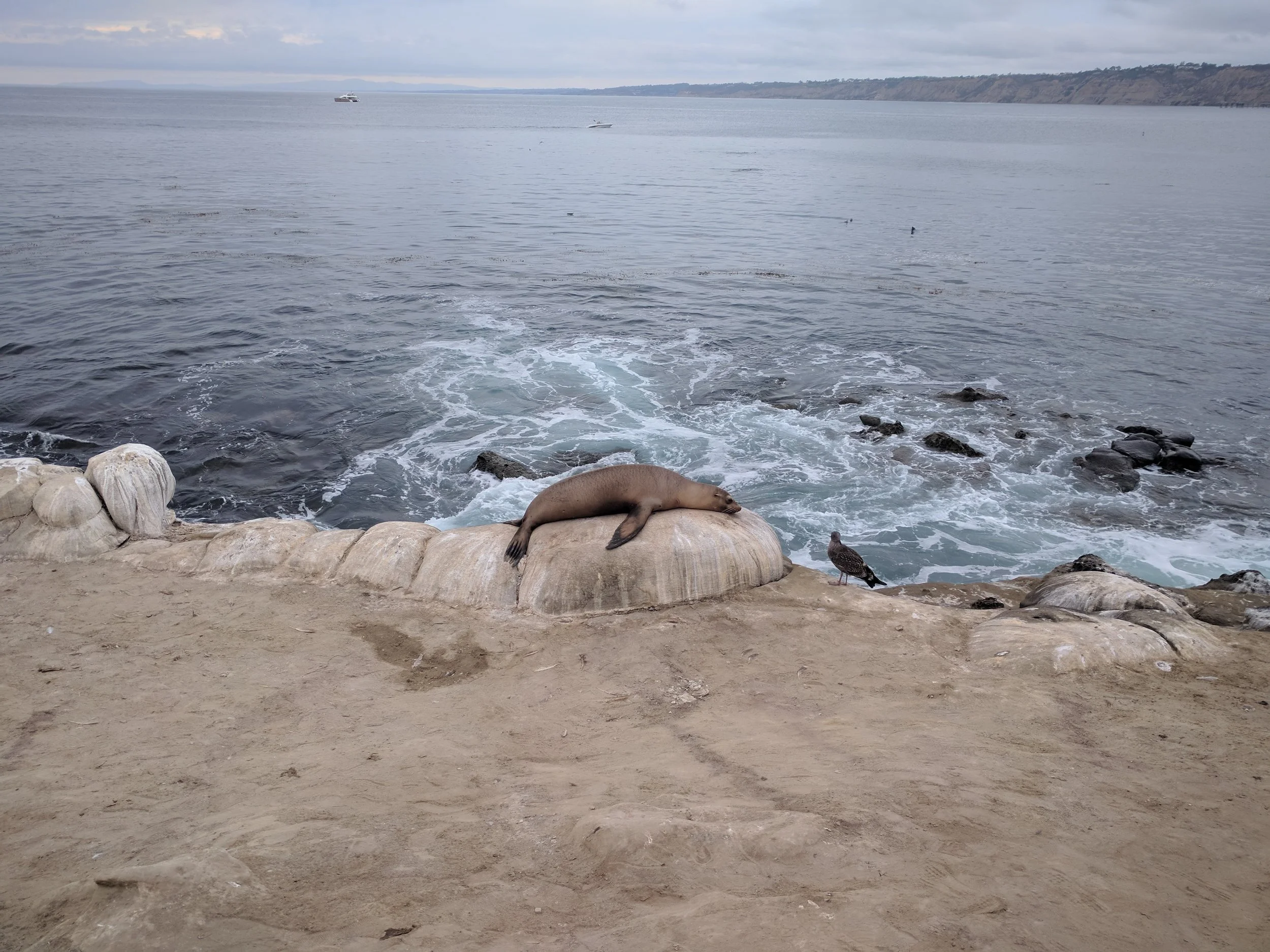 My favorite spots in San Diego: a local's guide