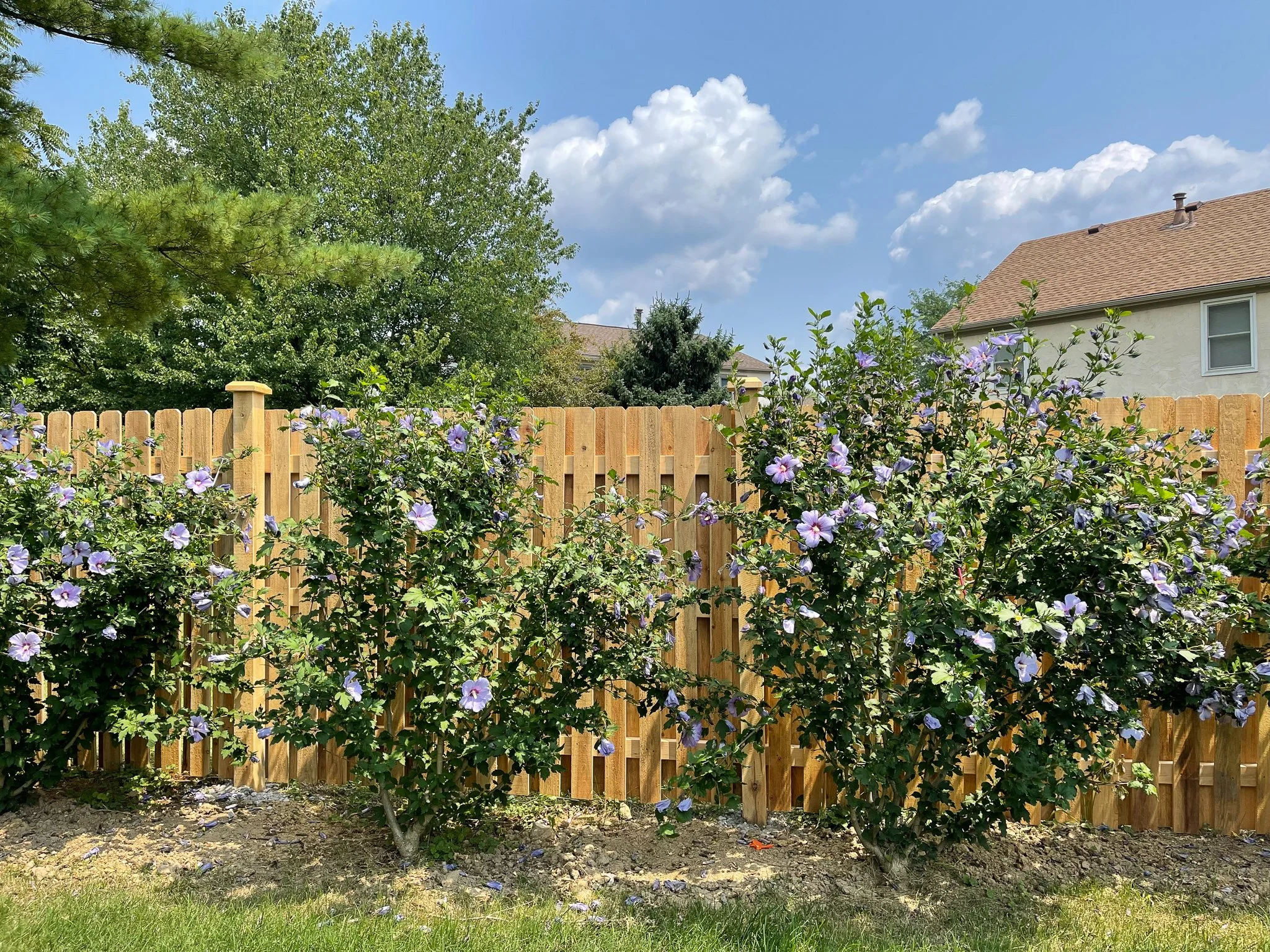 6'-ShadowBox-DE Straight-Cedar-202.jpg