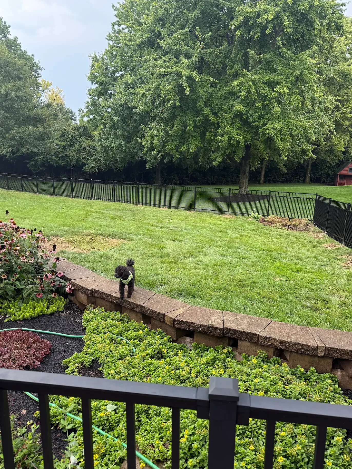 Tight spaced black aluminum fence around residential backyard containing a dog