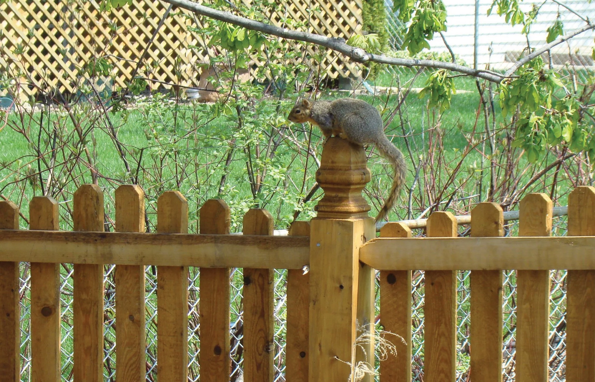 4'-Picket-DE Arch-Cedar-196.jpg