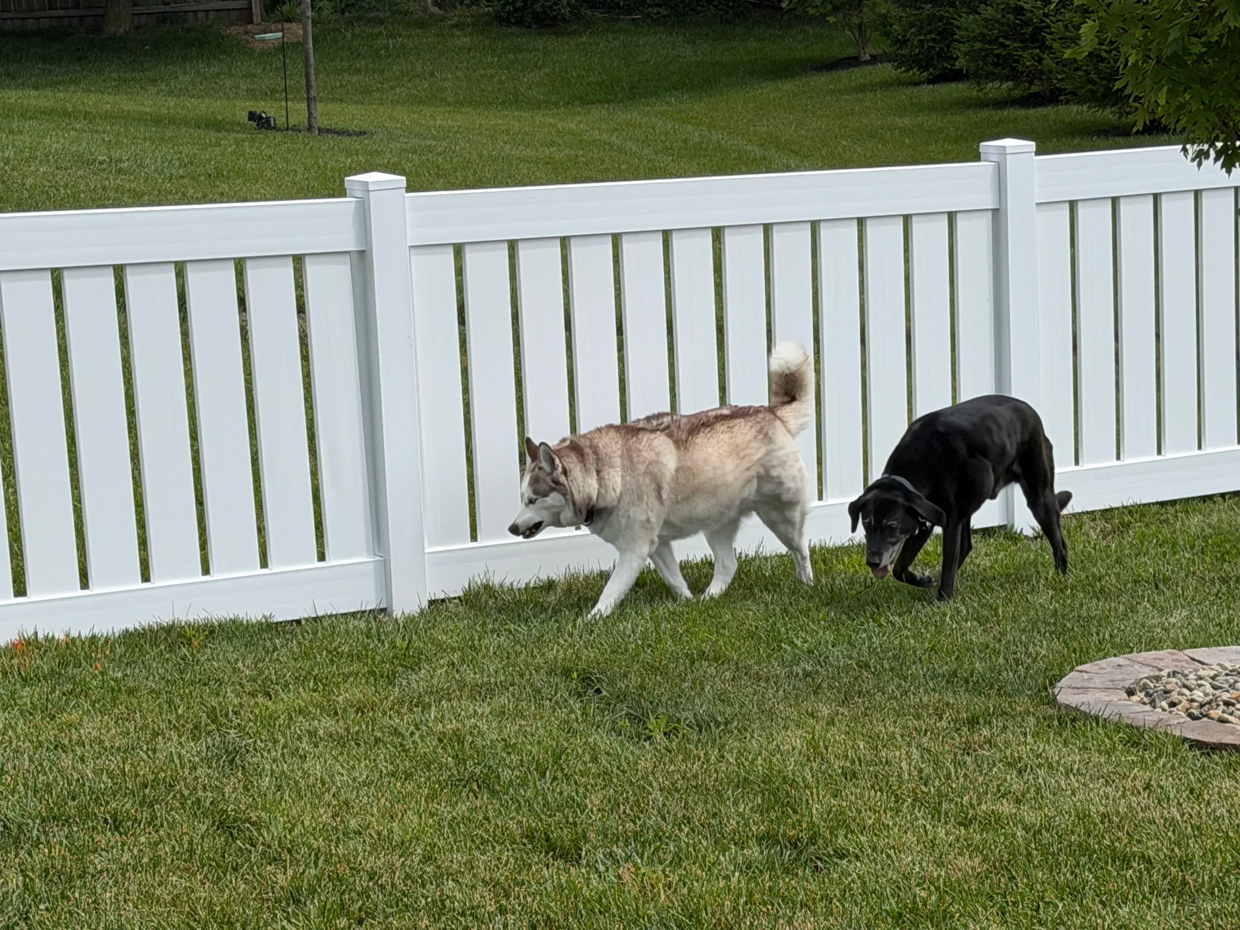White semi-privacy fence with 2 dogs in the backyard
