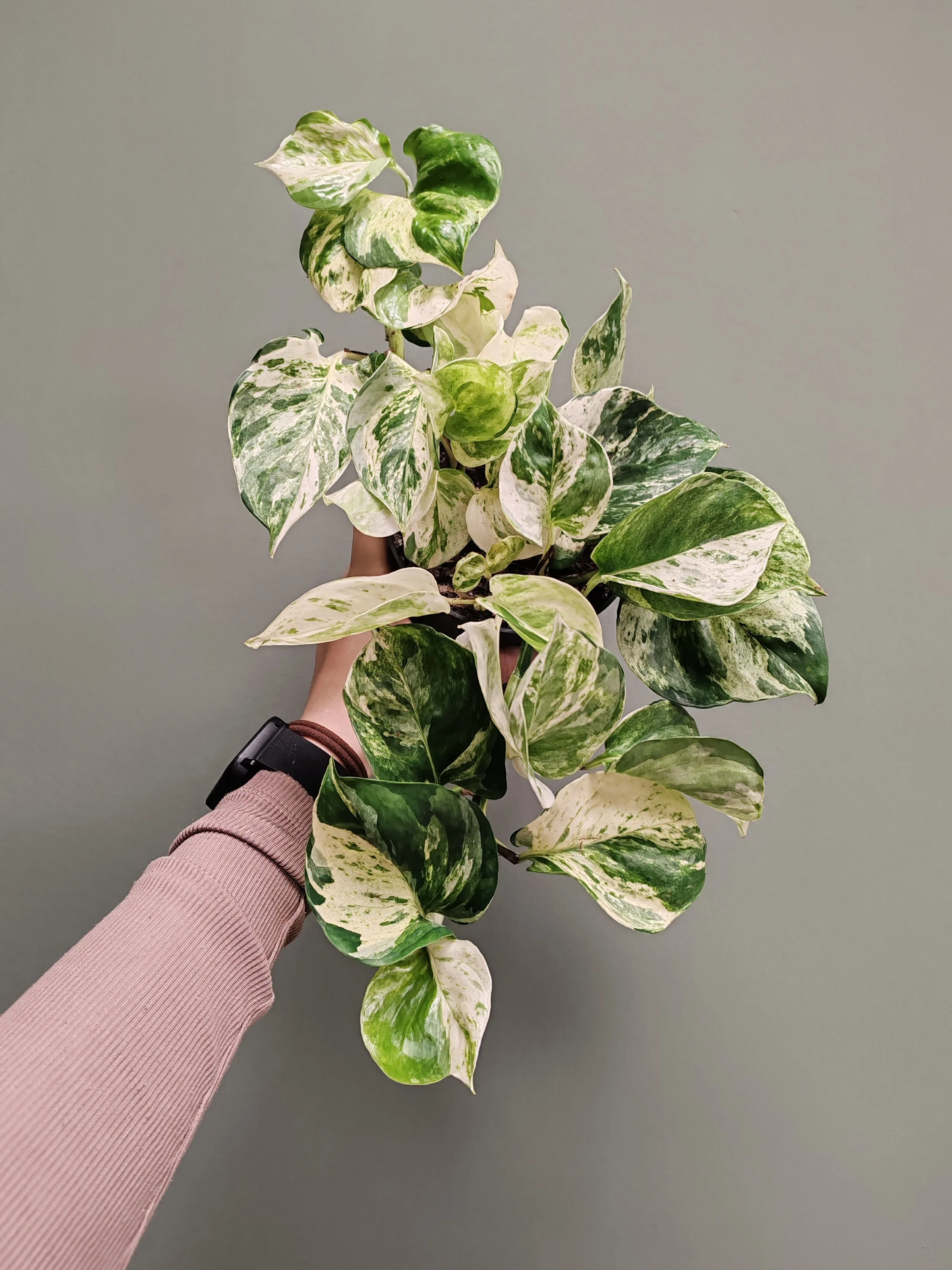 Epipremnum Happy Leaf