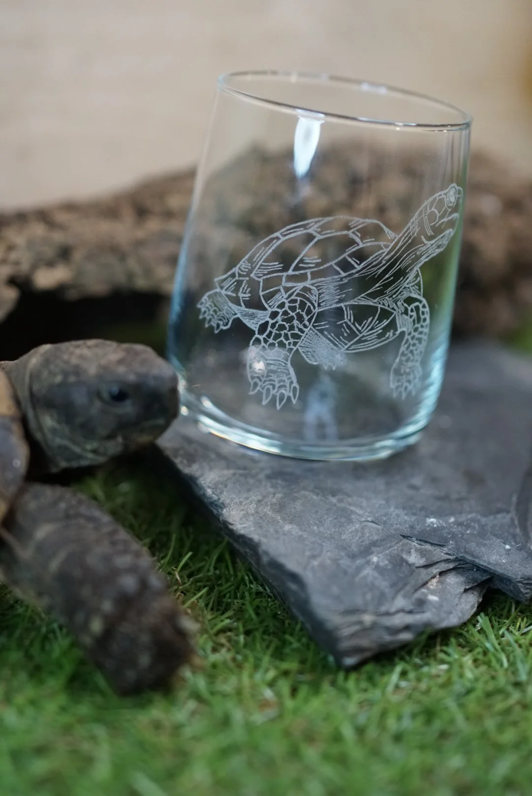 Sklenička se suchozemskou želvou