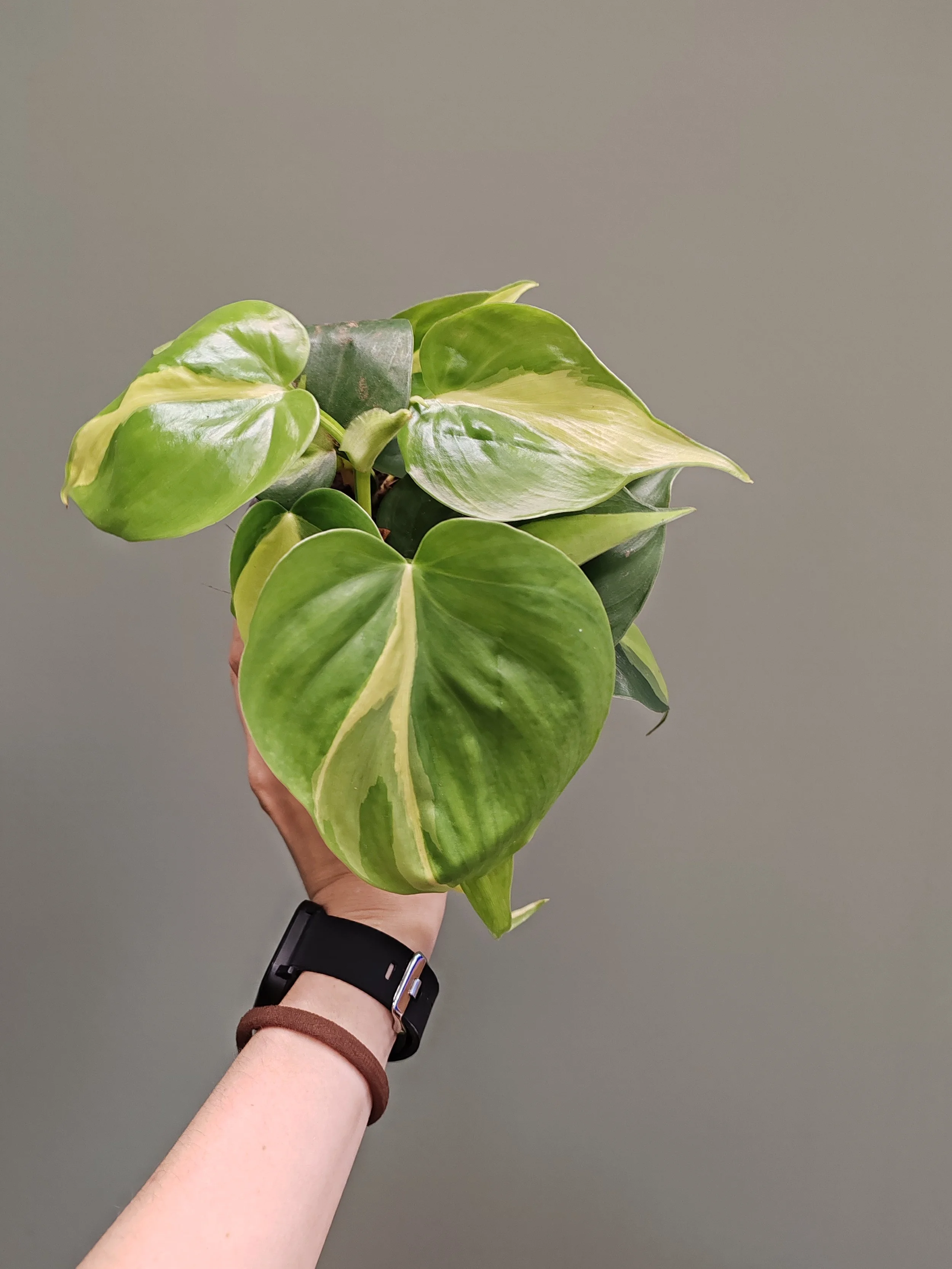 Philodendron Scandend Brasil