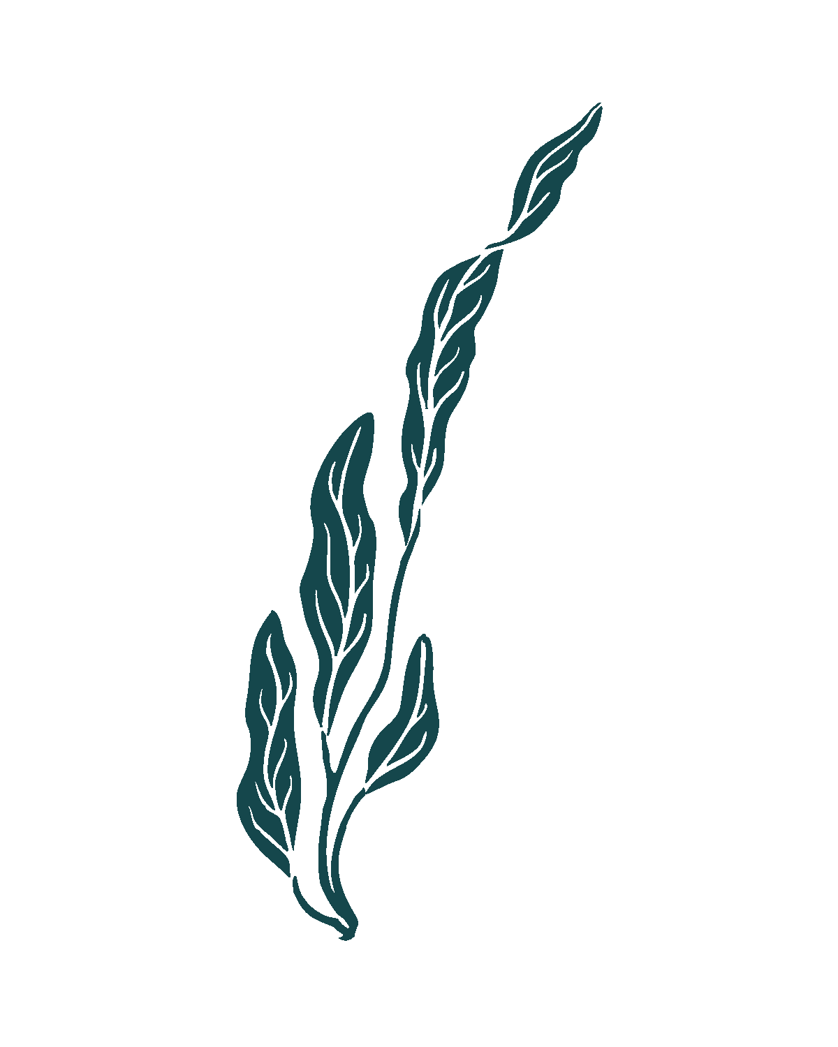 Line drawing of kelp leaves offering certified Internal Family Systems Therapy in NYC and Brooklyn