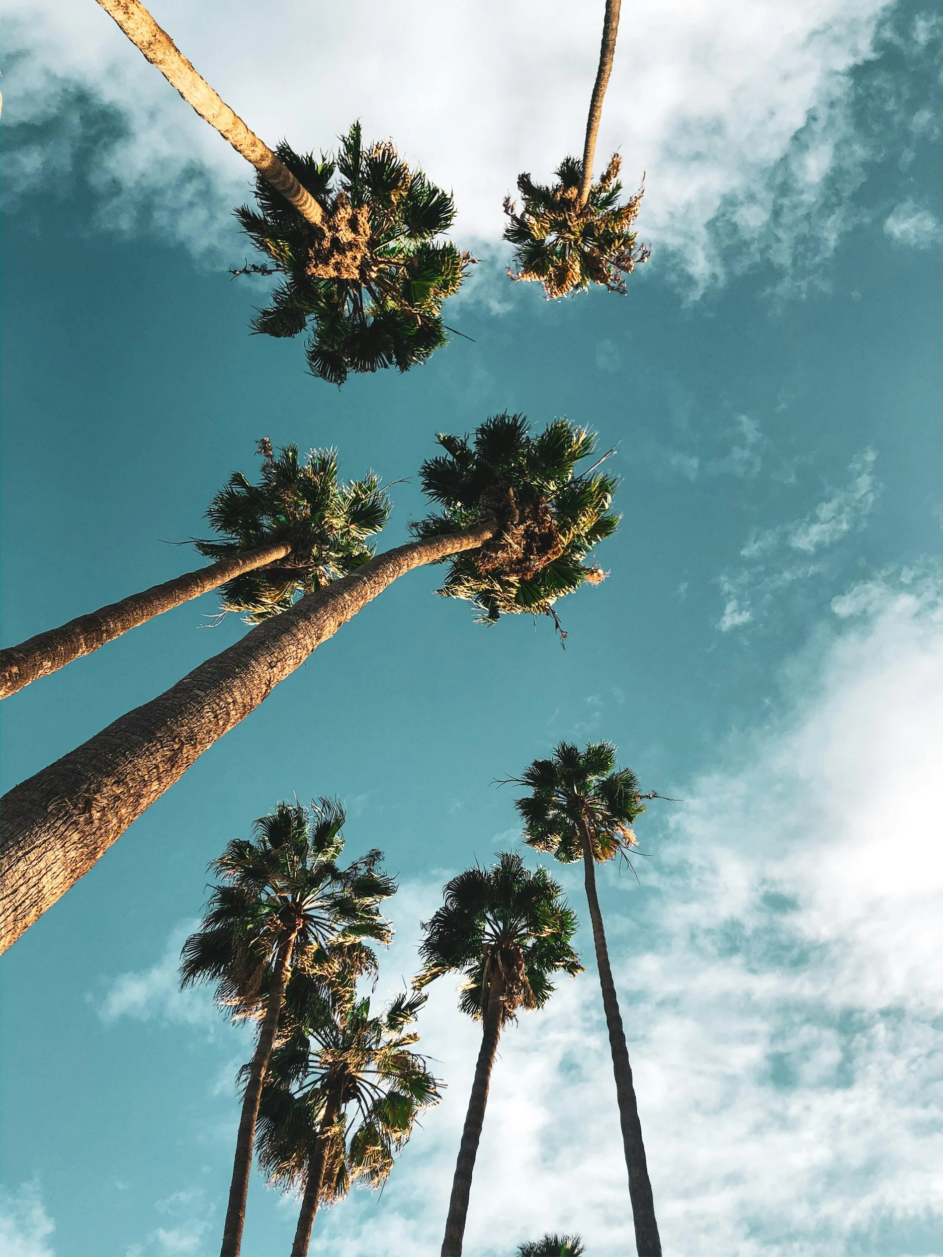 View of tall palm trees from below against a partly cloudy sky.
