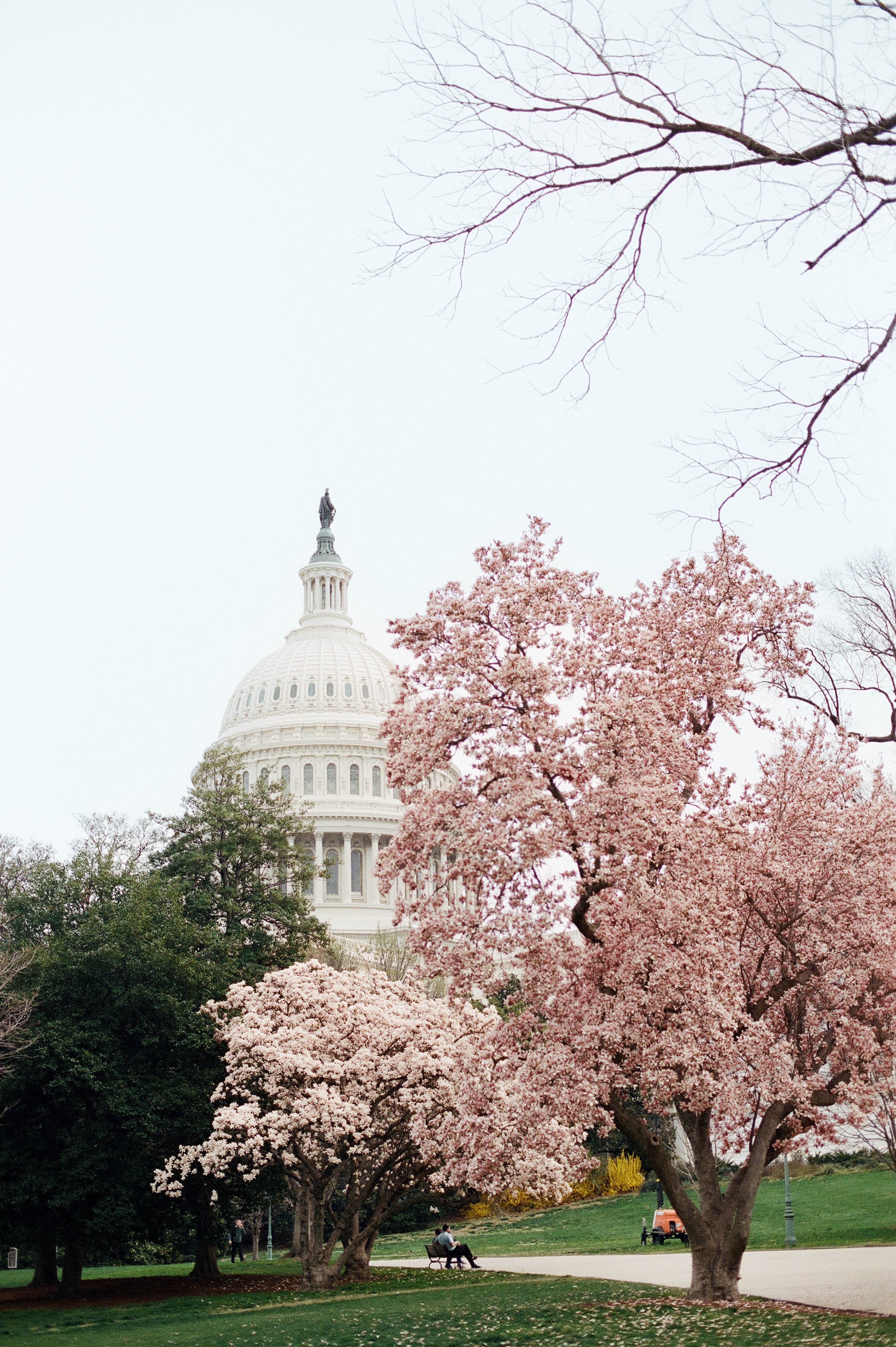 Cherry Blossom Season