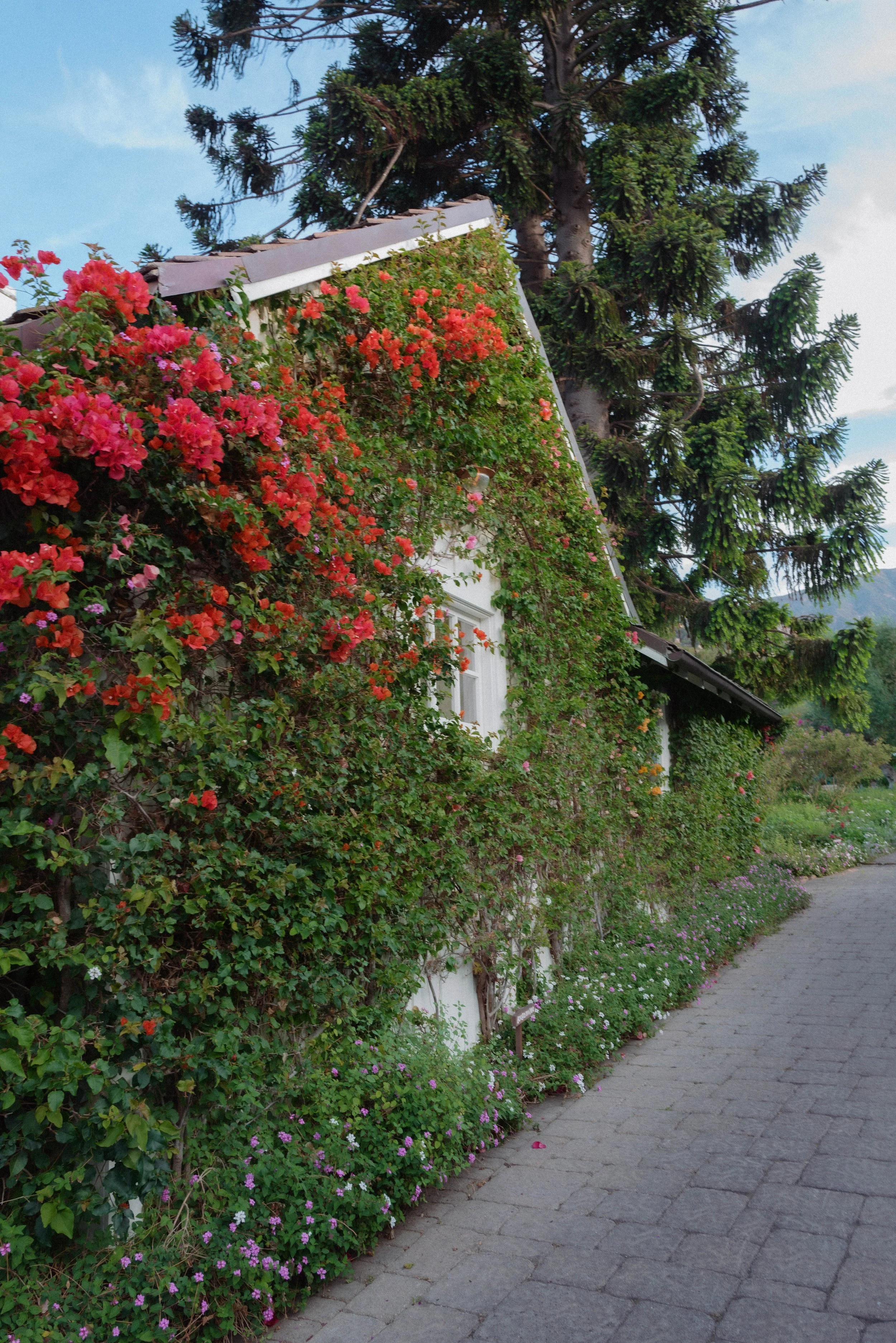 Bougainvillea Heaven