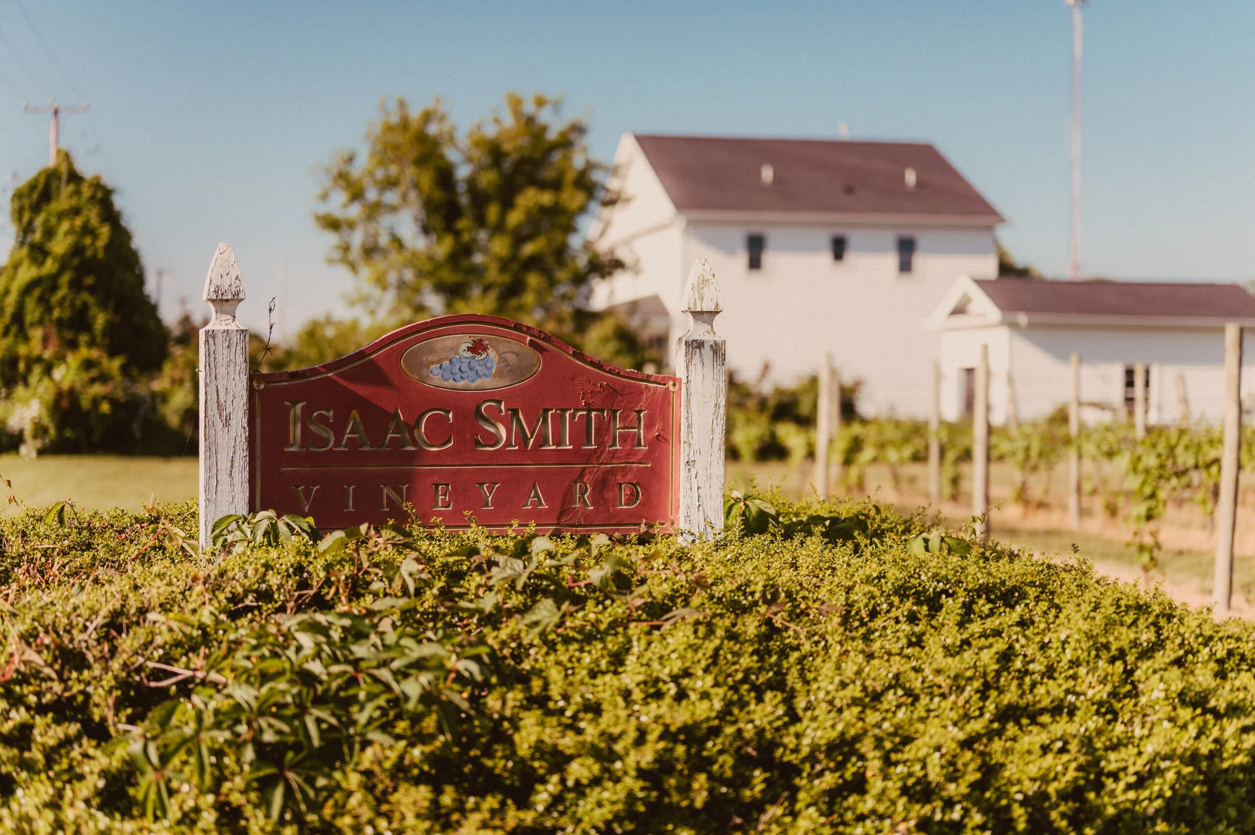 Red vineyard sign reading 'Isaac Smith Vineyard' in front of vine rows, with a white house and trees in the background under a clear blue sky.