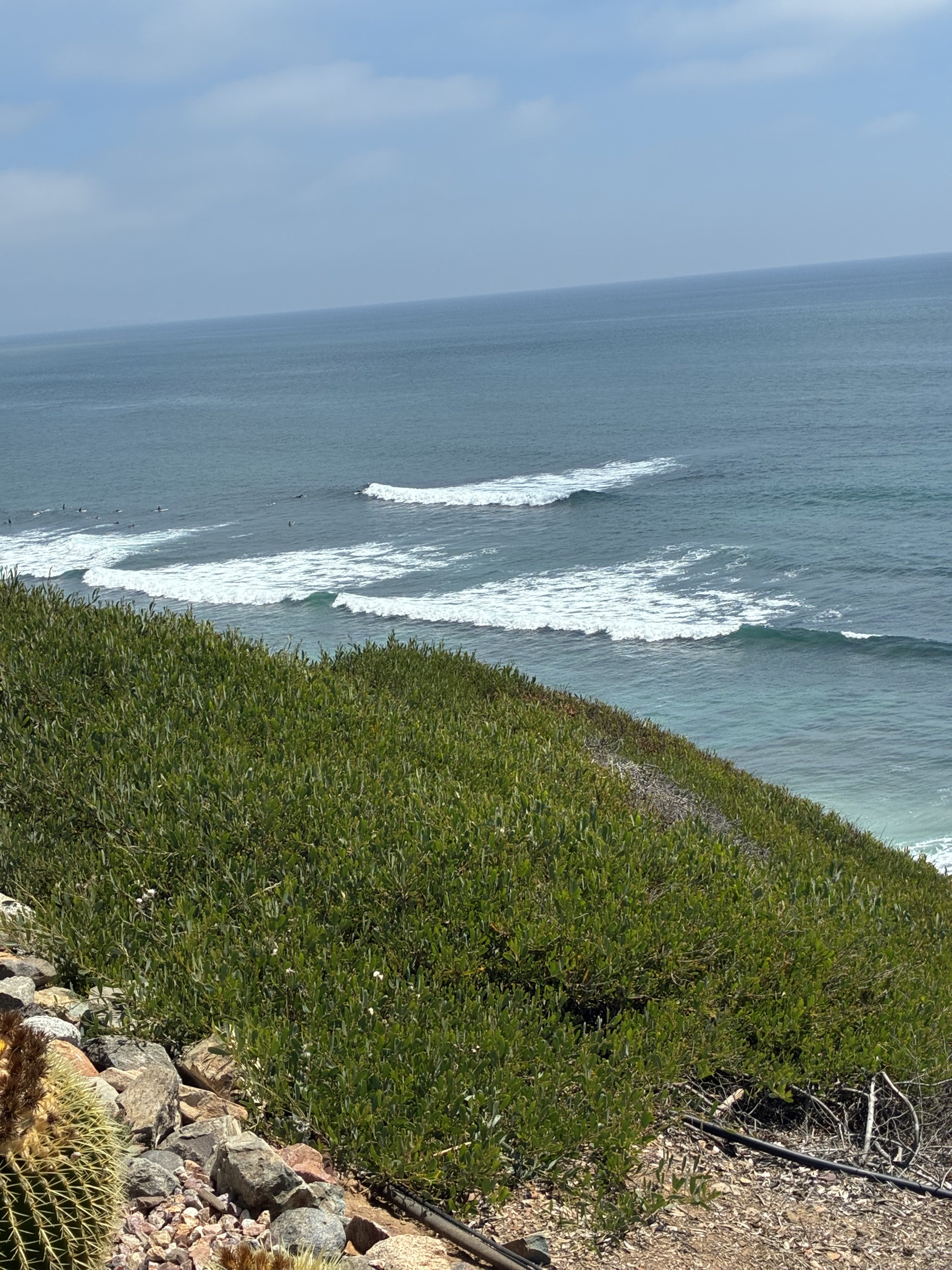View of the ocean with small waves breaking on the shore, seen from a hillside covered with green vegetation and cacti.