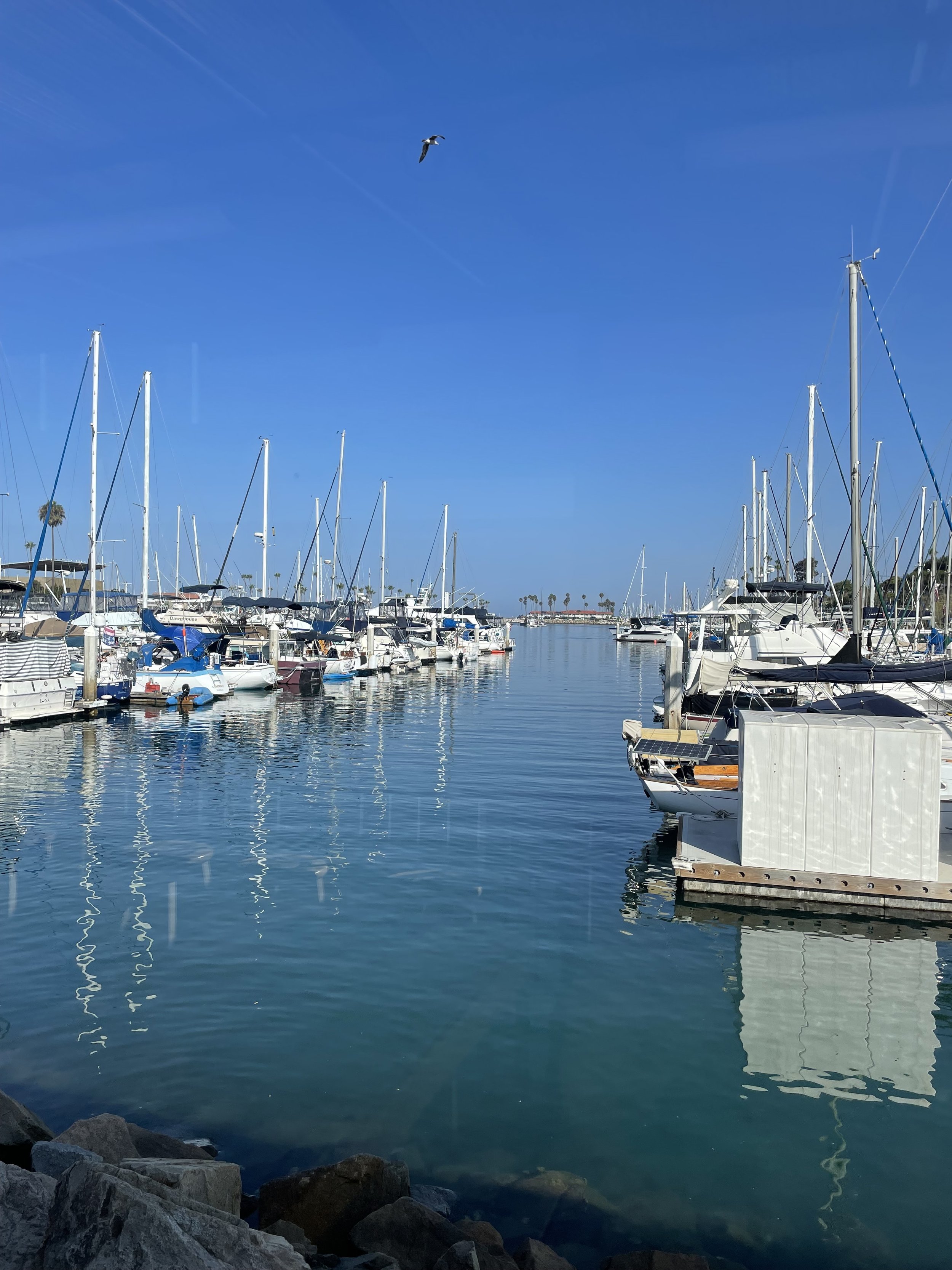 A marina filled with boats docked along the piers under a clear blue sky, with a seagull flying overhead.