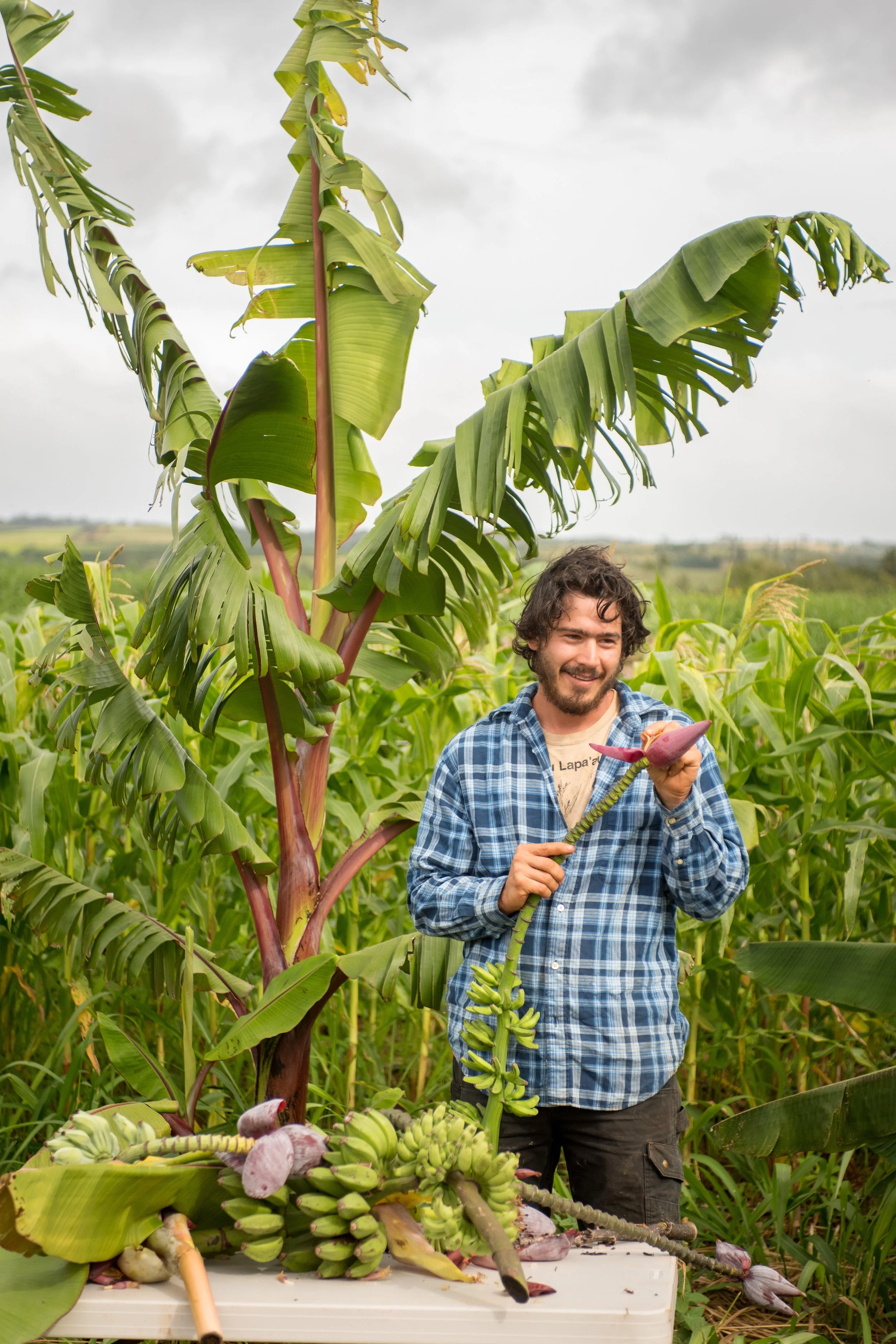 CulinaryBreedingNetwork_2018_counter_culture_farm_oahu_0169.jpg