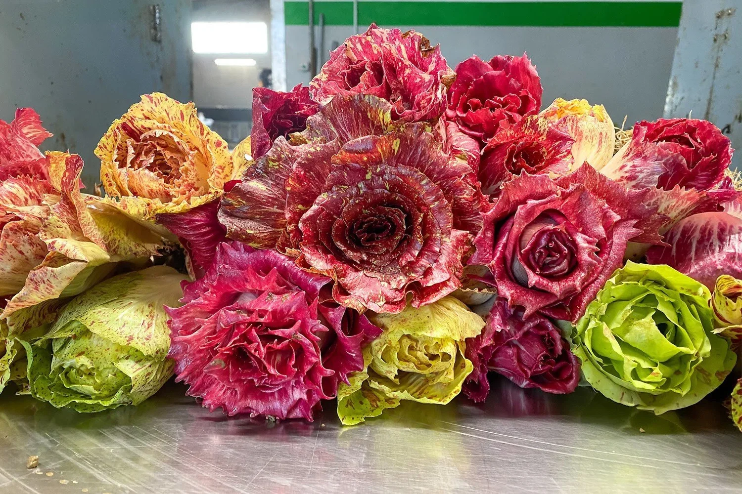 MEDIUM: Rebuilding Radicchio