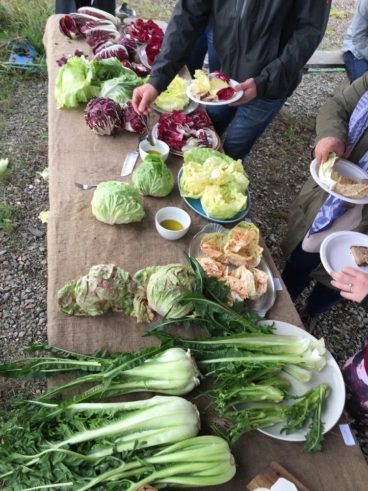 MEDIUM: The Roots of the Radicchio Revolution in "the Veneto of North America"
