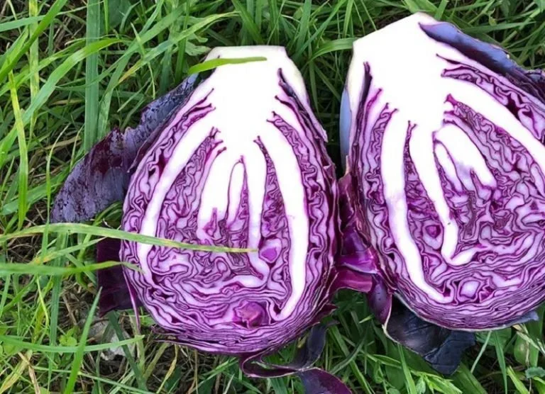 GAMBERO ROSSO: Giàz da Foradori. La festa degli ortaggi invernali riunisce i giovani orticoltori d’Italia