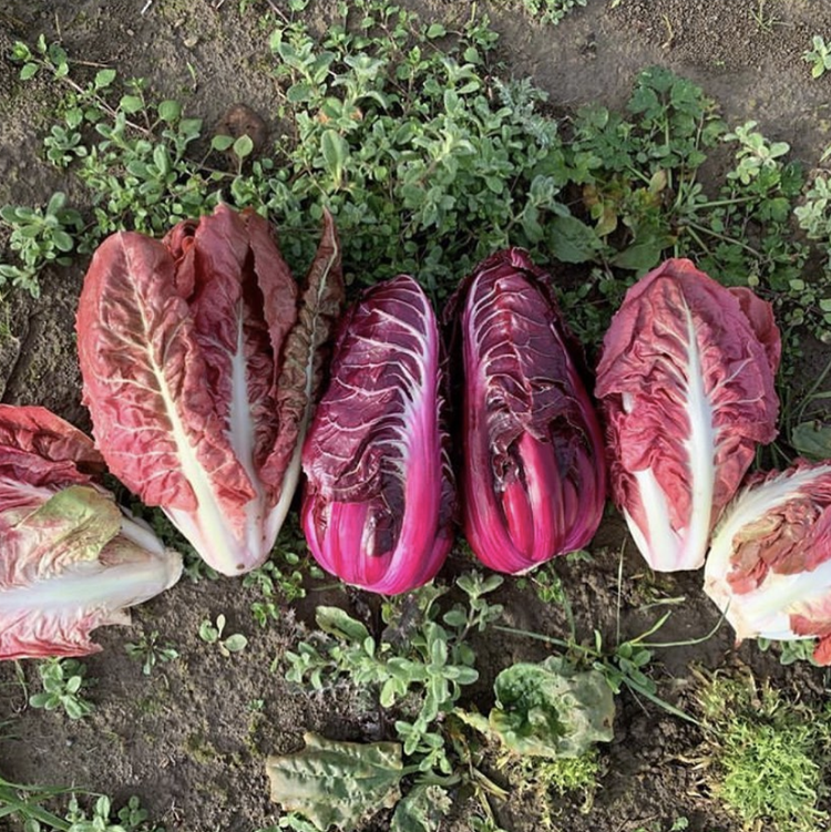SUNSET MAGAZINE: The Best Winter Greens Aren’t Green—They’re Pink