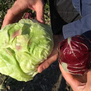 KBOO: Radical Hospitality, Culinary Breeding, and Fruit Trees