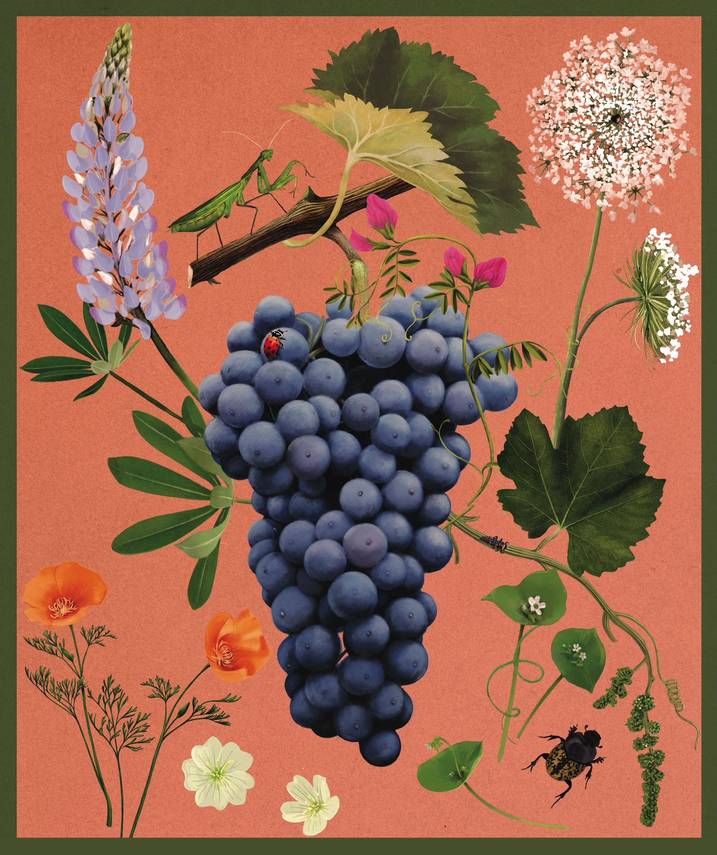 Organically Grown Wine Conference 2026