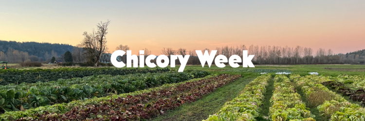 Chicory Week