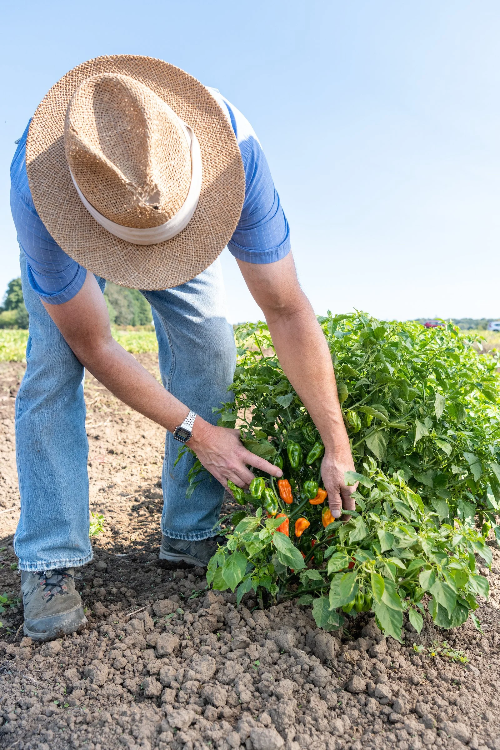 CulinaryBreedingNetwork_2020_Jim_Myers_mild_habanero_5356.jpg