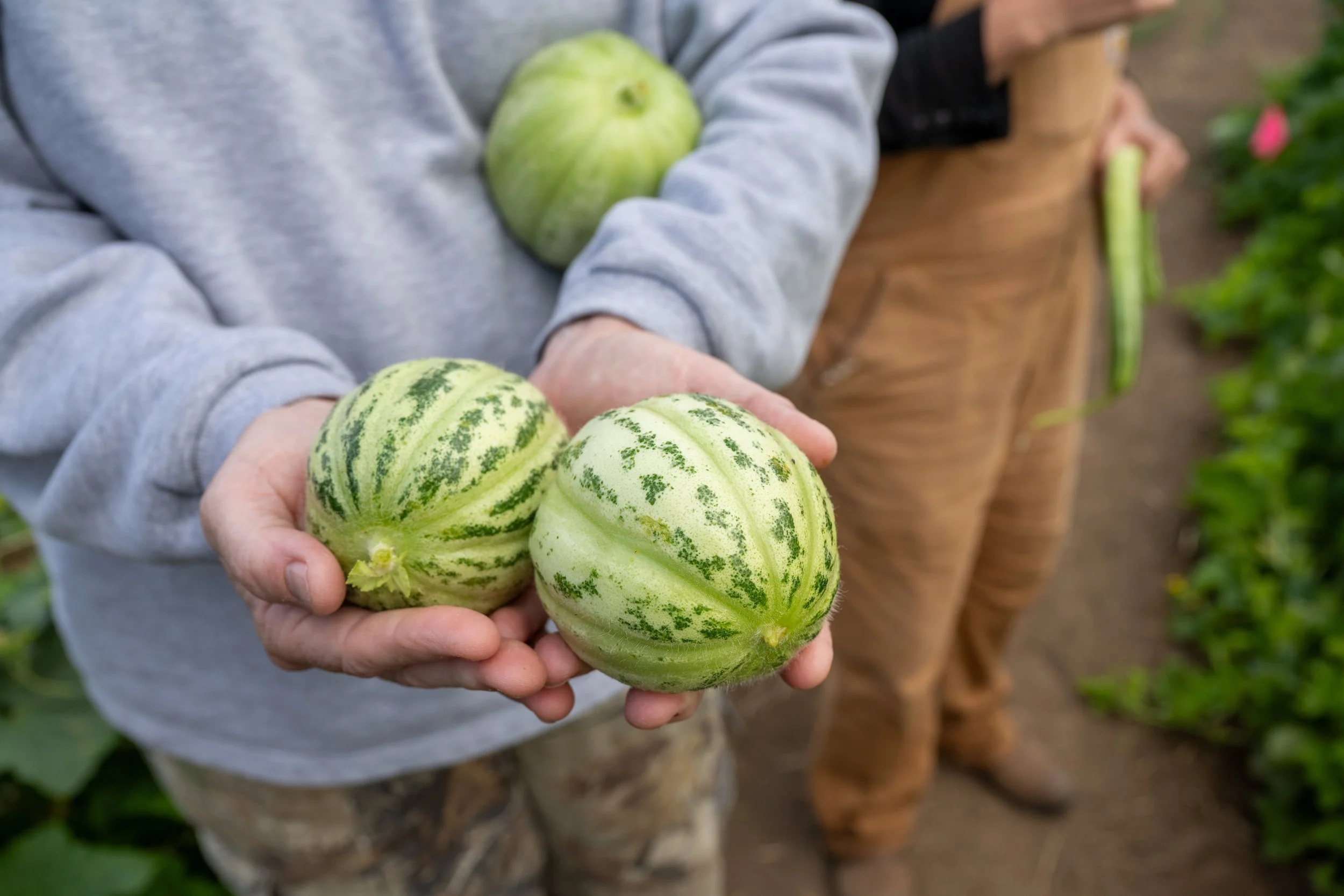 CulinaryBreedingNetwork_2025_cucumber_melons_0005.jpg