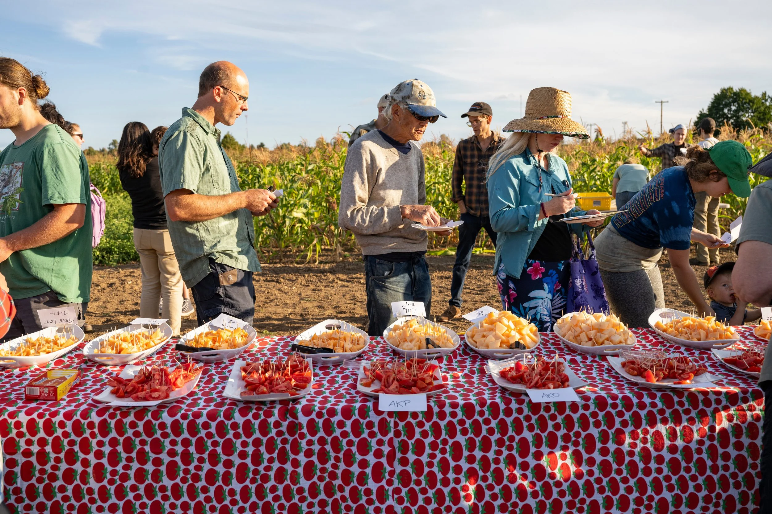 CulinaryBreedingNetwork_2024_Dry_Farming_Field_Day_1053.jpg