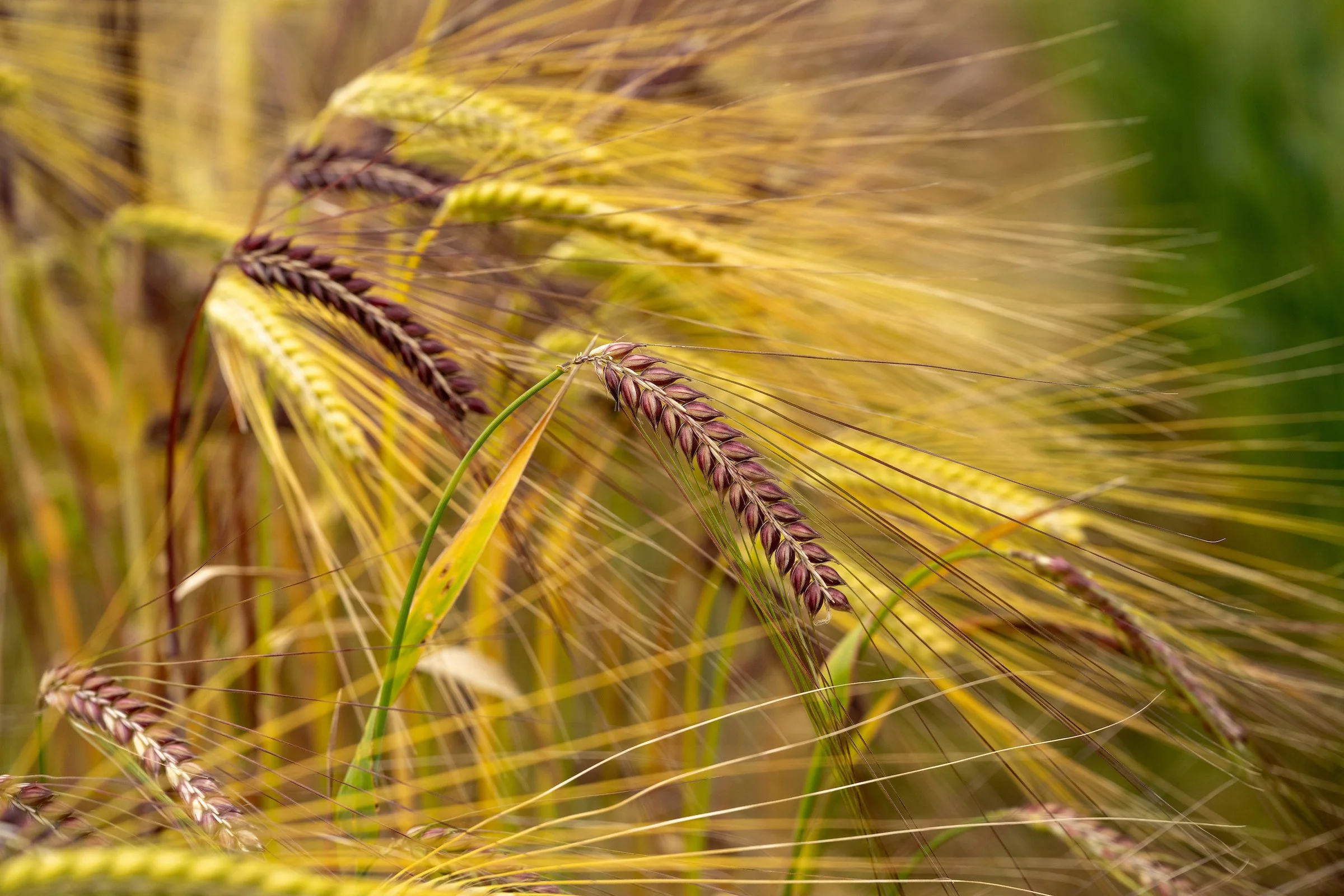 Barley and Value-Added Grains