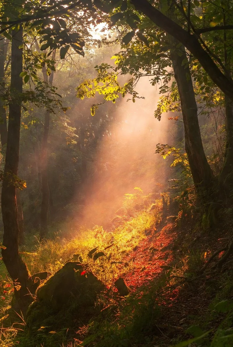 Sunlight streaming through trees onto a forest trail with rocks and grass.